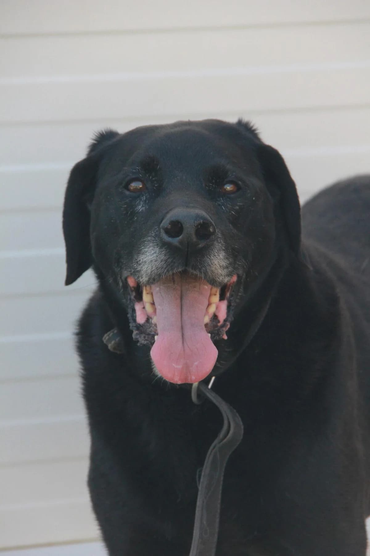 LOTUS, male senior Labrador Retriever for adoption at Refuge Saint Roch (Valence), Valence