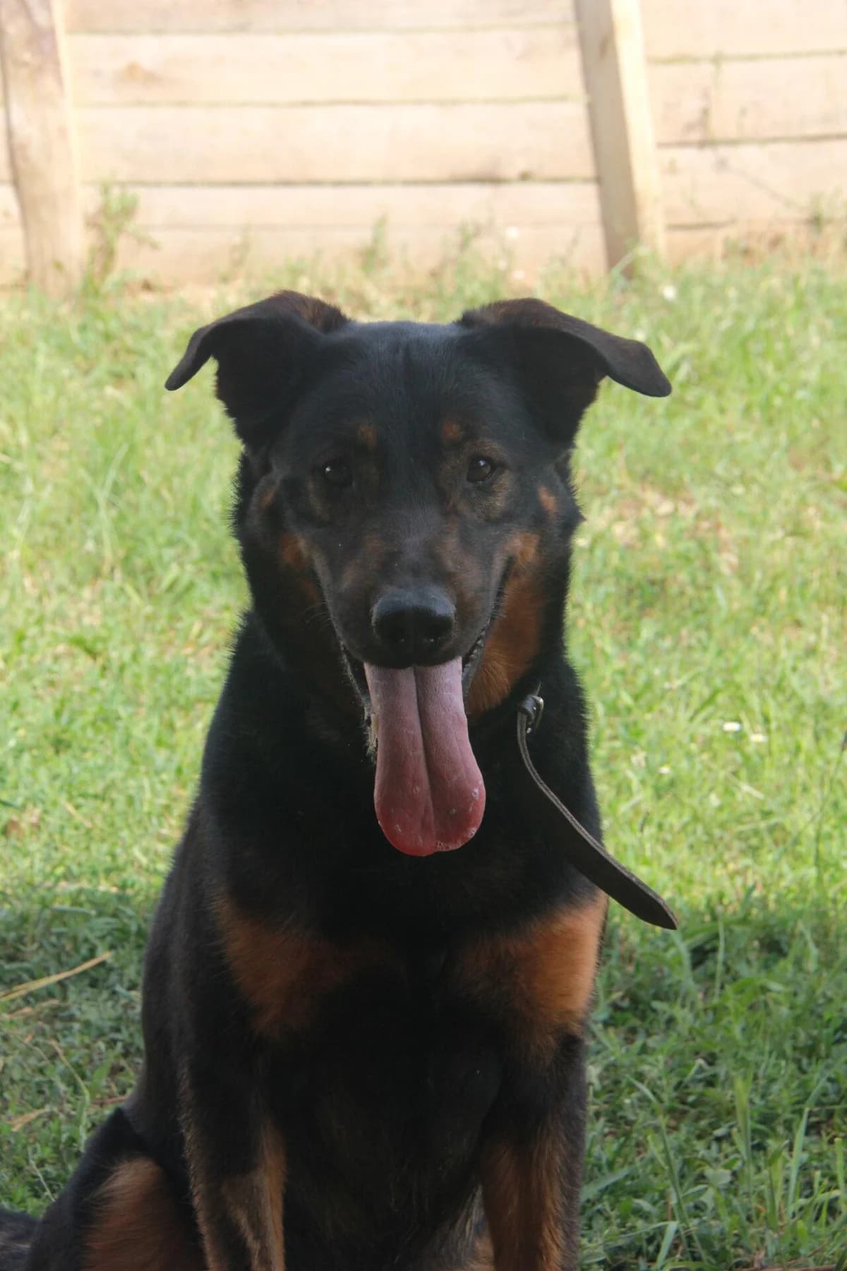 TAIO, male Belgian Malinois for adoption at Refuge Saint Roch (Valence), Valence