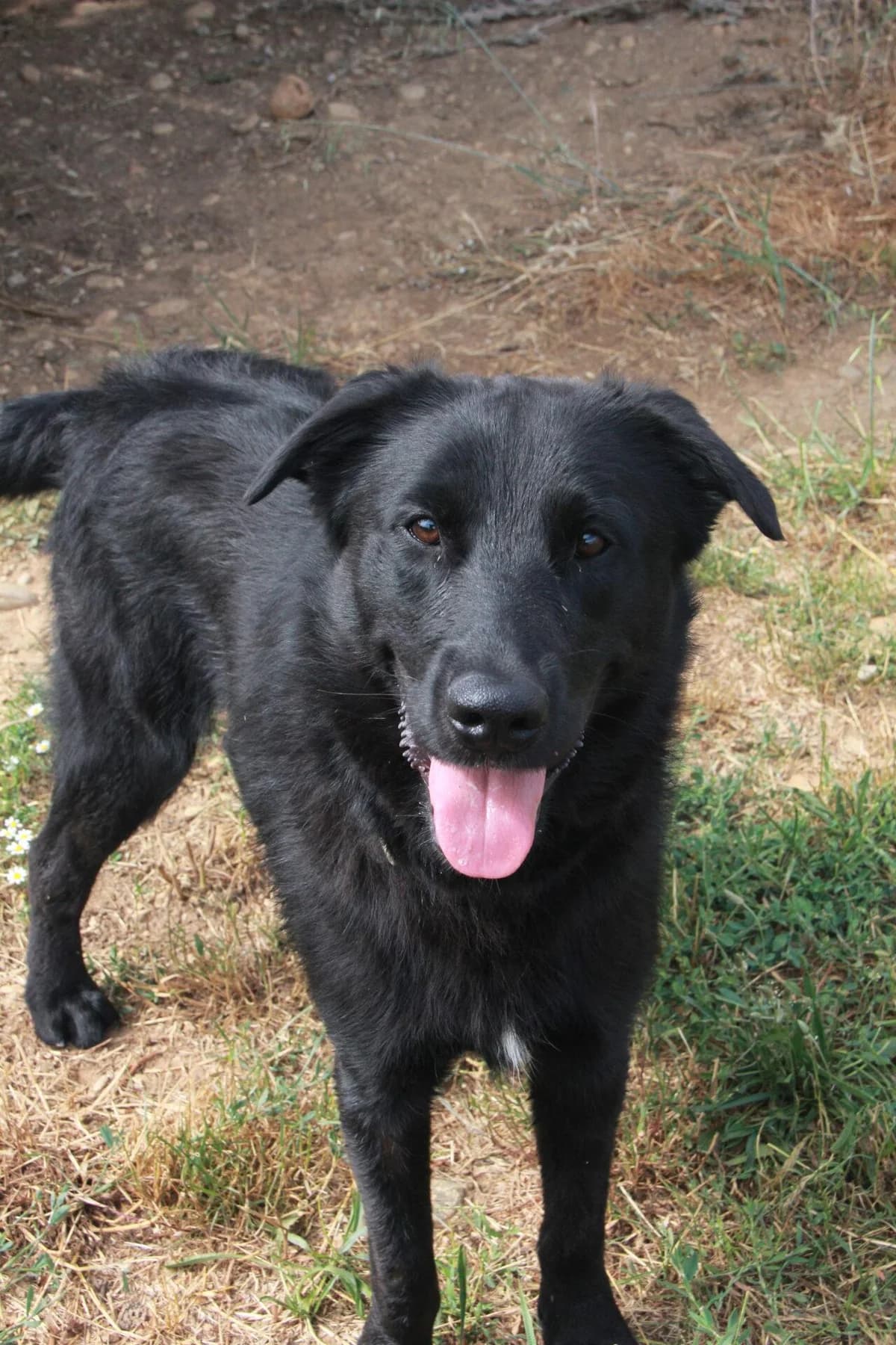 TONNERRE, male Labrador Retriever for adoption at Refuge Saint Roch (Valence), Valence