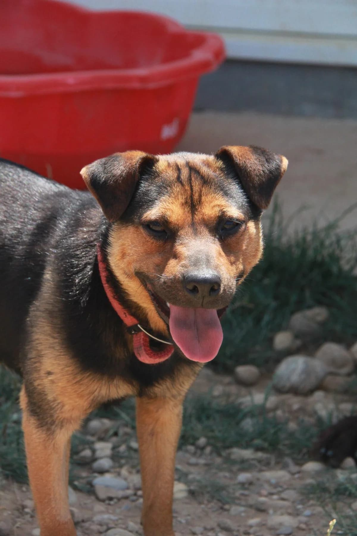 STITCH, male mixed breed for adoption at Refuge Saint Roch (Valence), Valence