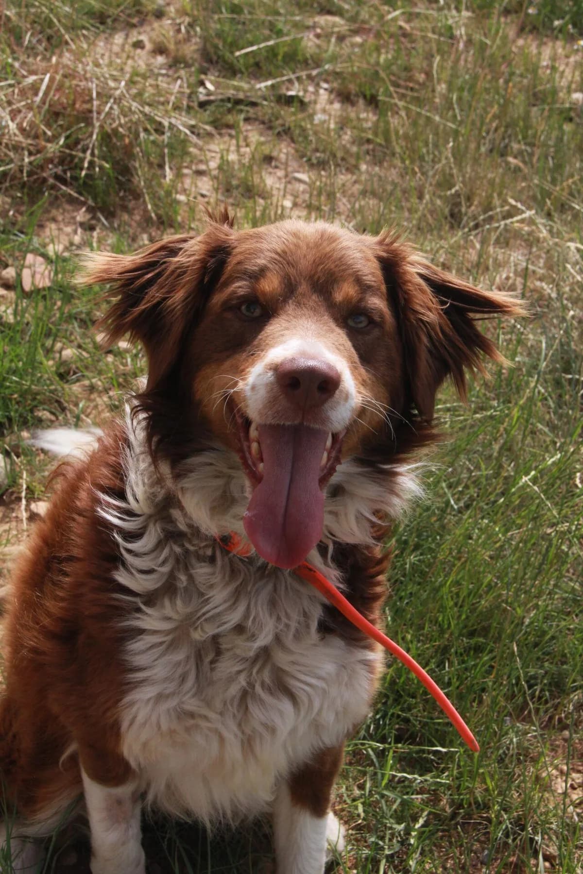 HALDEN, male Australian Shepherd for adoption at Refuge Saint Roch (Valence), Valence