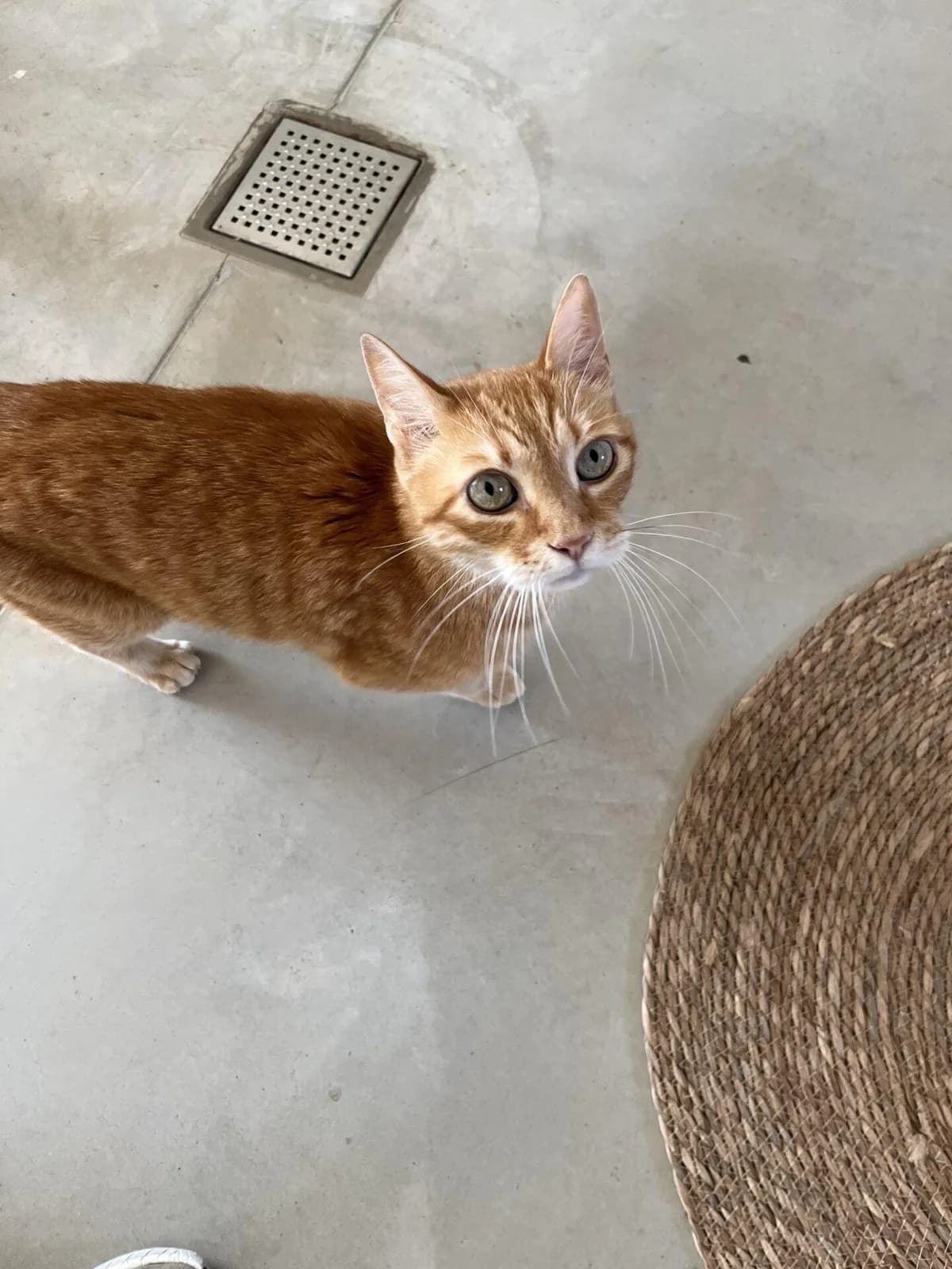 YANG, male Mixed Breed for adoption at Refuge Saint Roch (Valence), Valence