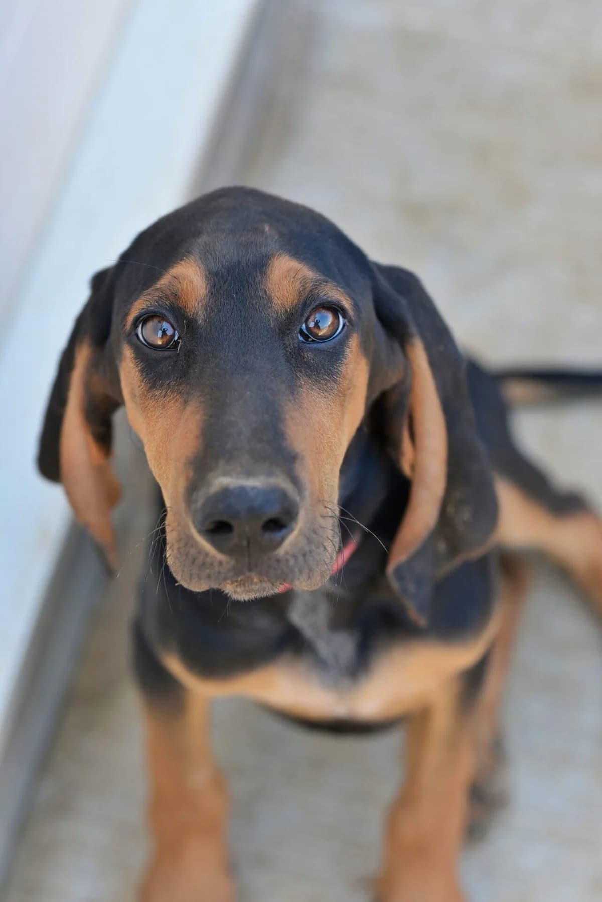 BIGORNEAU et BIGOUDI, male mixed breed for adoption at Refuge Saint Roch (Valence), Valence