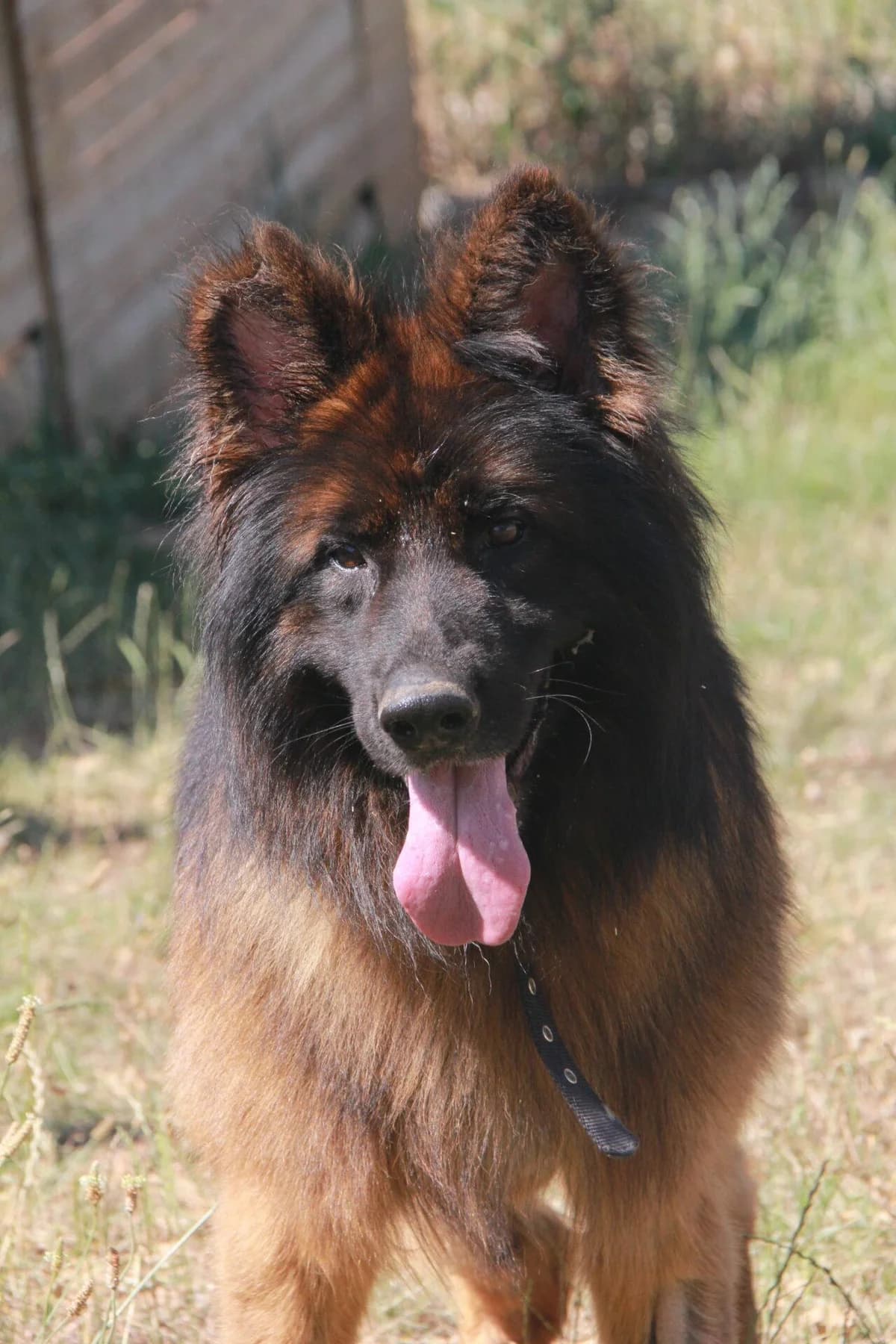 SONIC, male German Shepherd for adoption at Refuge Saint Roch (Valence), Valence