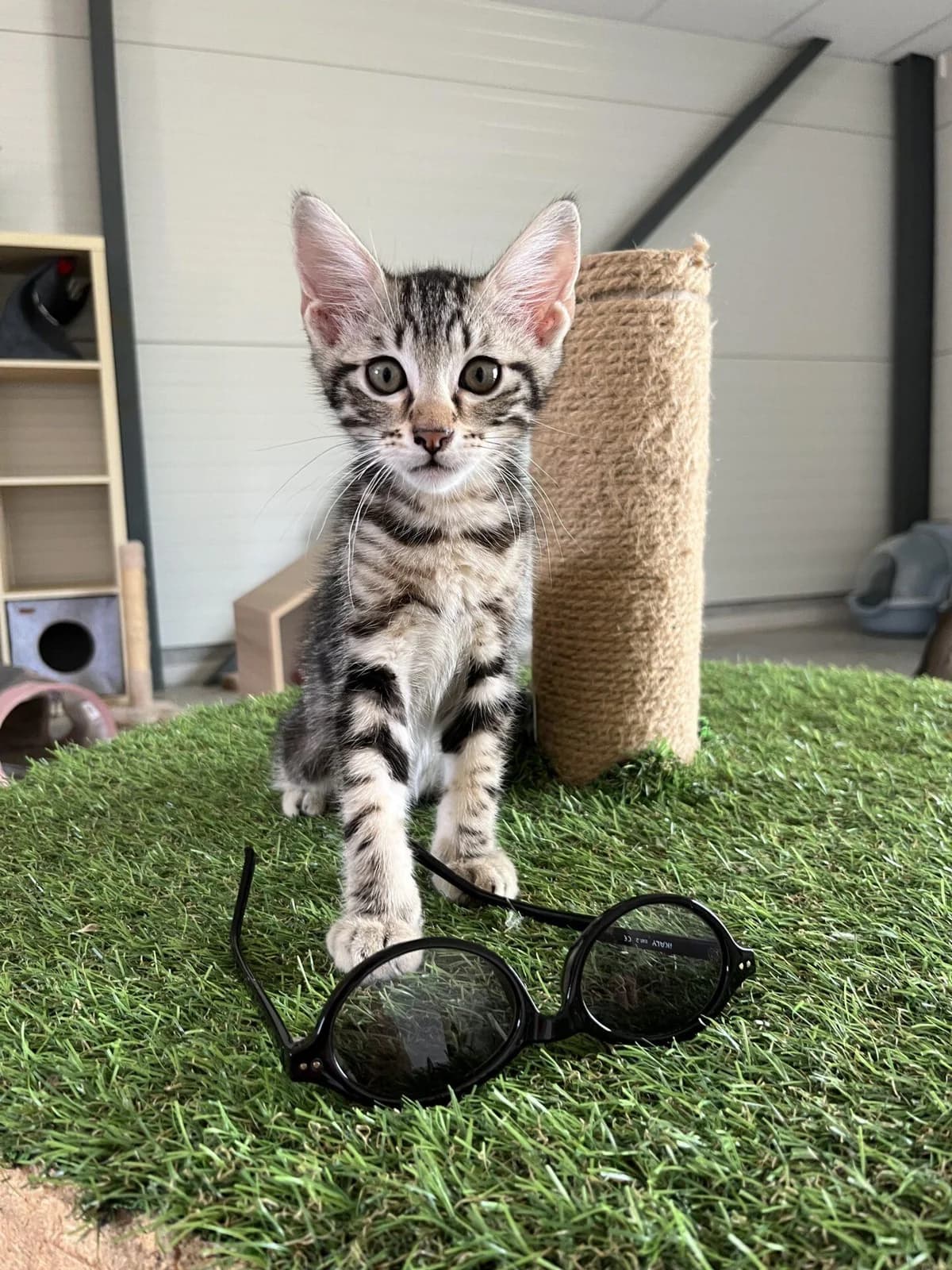 CHATONS, female Mixed Breed for adoption at Refuge Saint Roch (Valence), Valence
