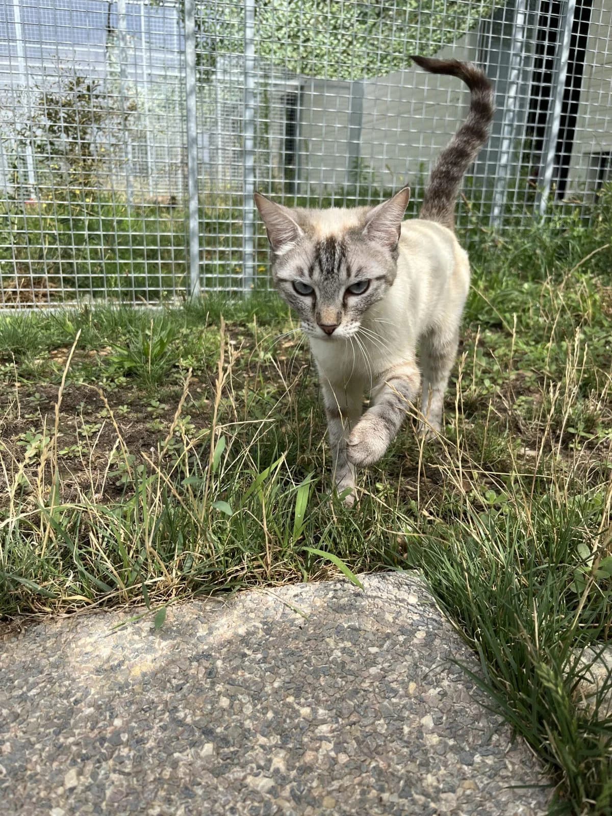 CRISTAL, female Mixed Breed for adoption at Refuge Saint Roch (Valence), Valence