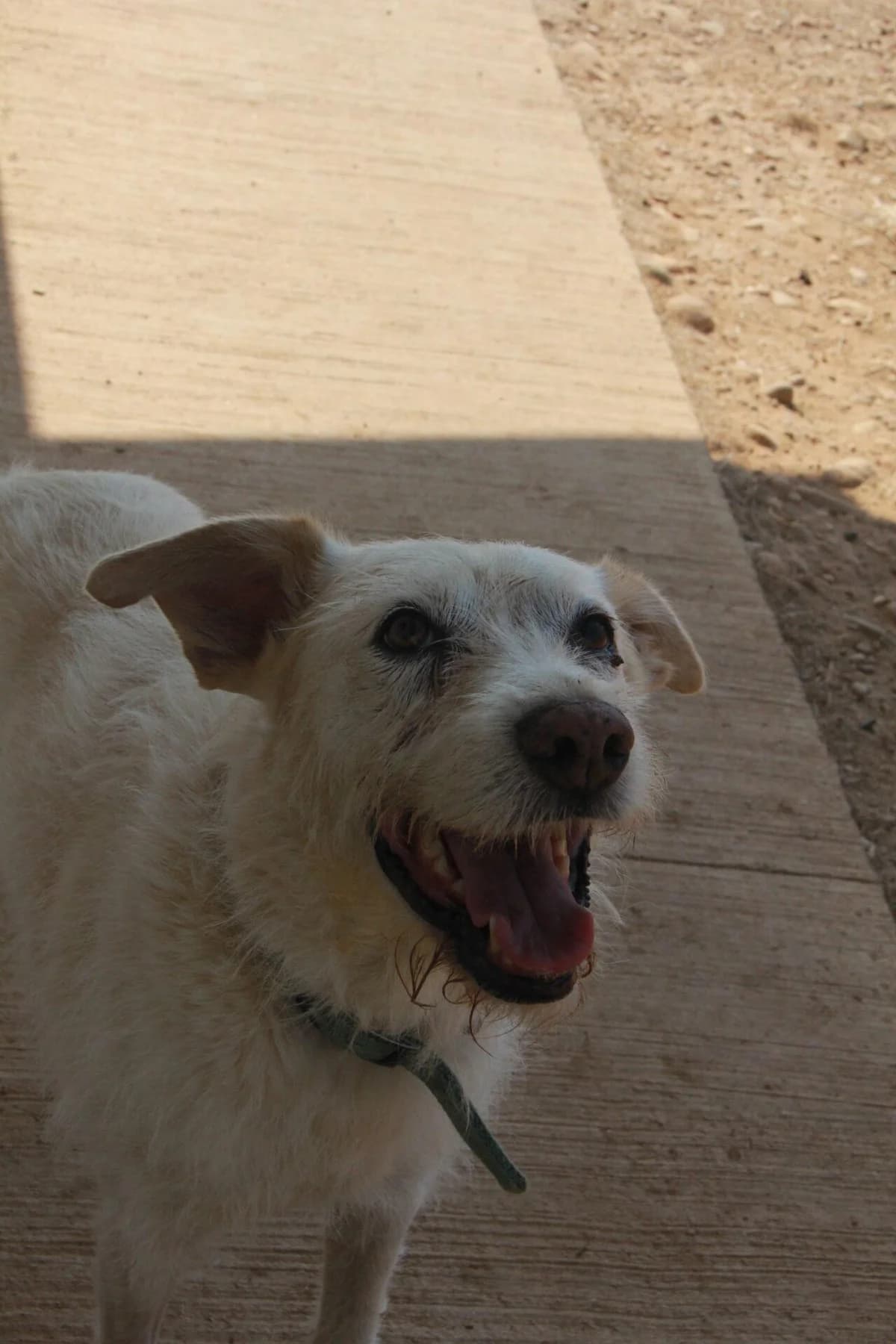 I’MAIL, female senior Border Collie for adoption at Refuge Saint Roch (Valence), Valence