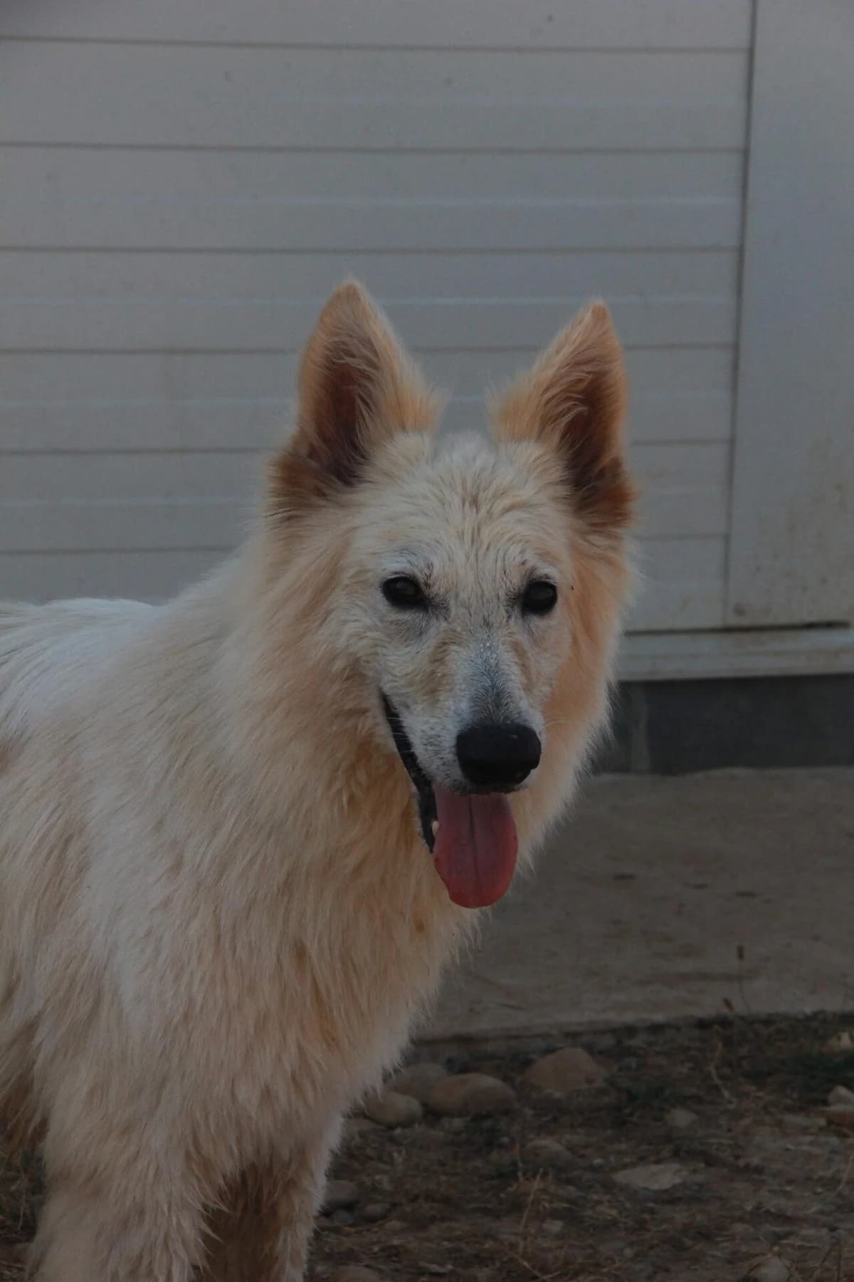 MARKUS, male mixed breed for adoption at Refuge Saint Roch (Valence), Valence