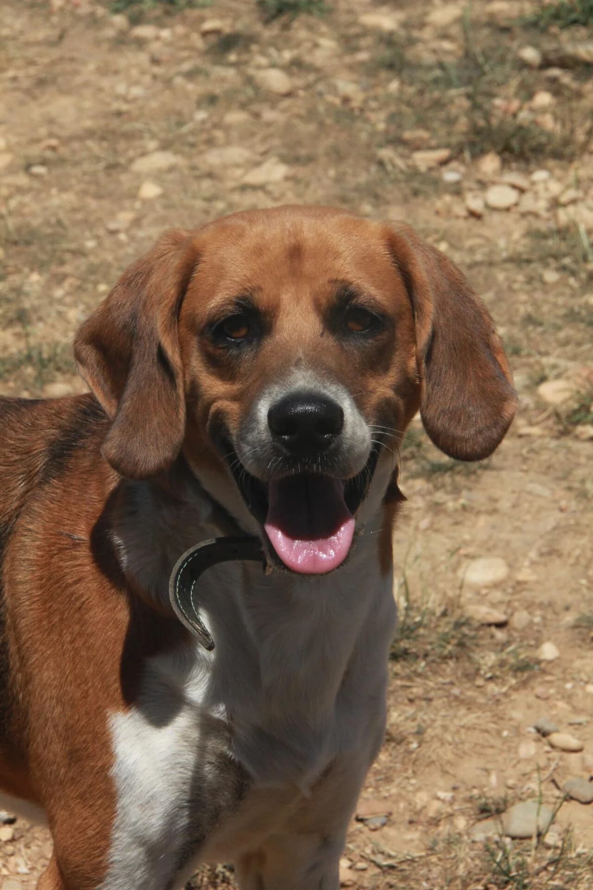 APASH, male Beagle for adoption at Refuge Saint Roch (Valence), Valence