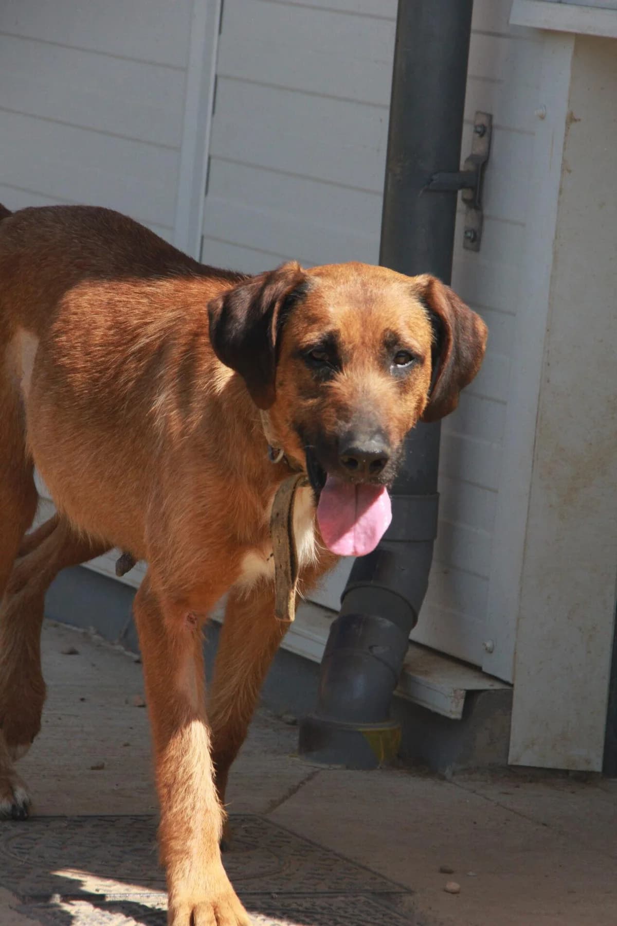 JOYEUSE, female mixed breed for adoption at Refuge Saint Roch (Valence), Valence