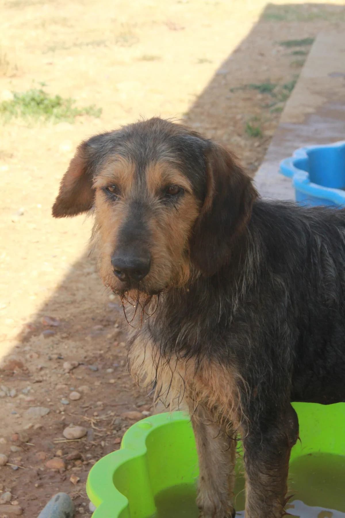 PROF, male mixed breed for adoption at Refuge Saint Roch (Valence), Valence