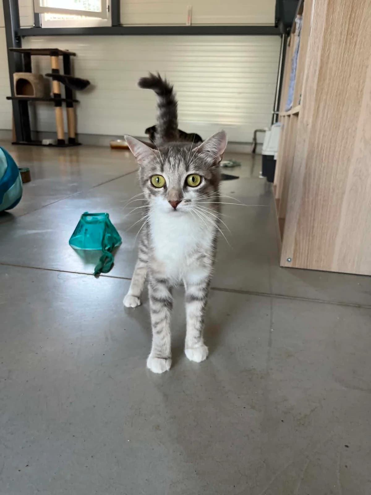 YOKO, female Mixed Breed for adoption at Refuge Saint Roch (Valence), Valence
