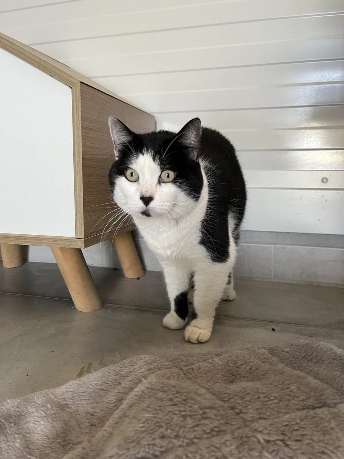 PEROLINE, female Mixed Breed for adoption at Refuge Saint Roch (Valence), Valence