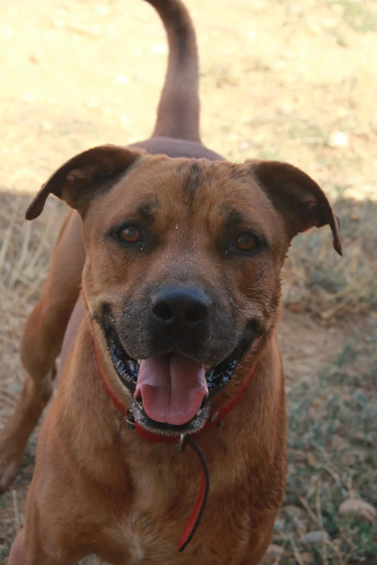 TAÏGO, male mixed breed for adoption at Refuge Saint Roch (Valence), Valence
