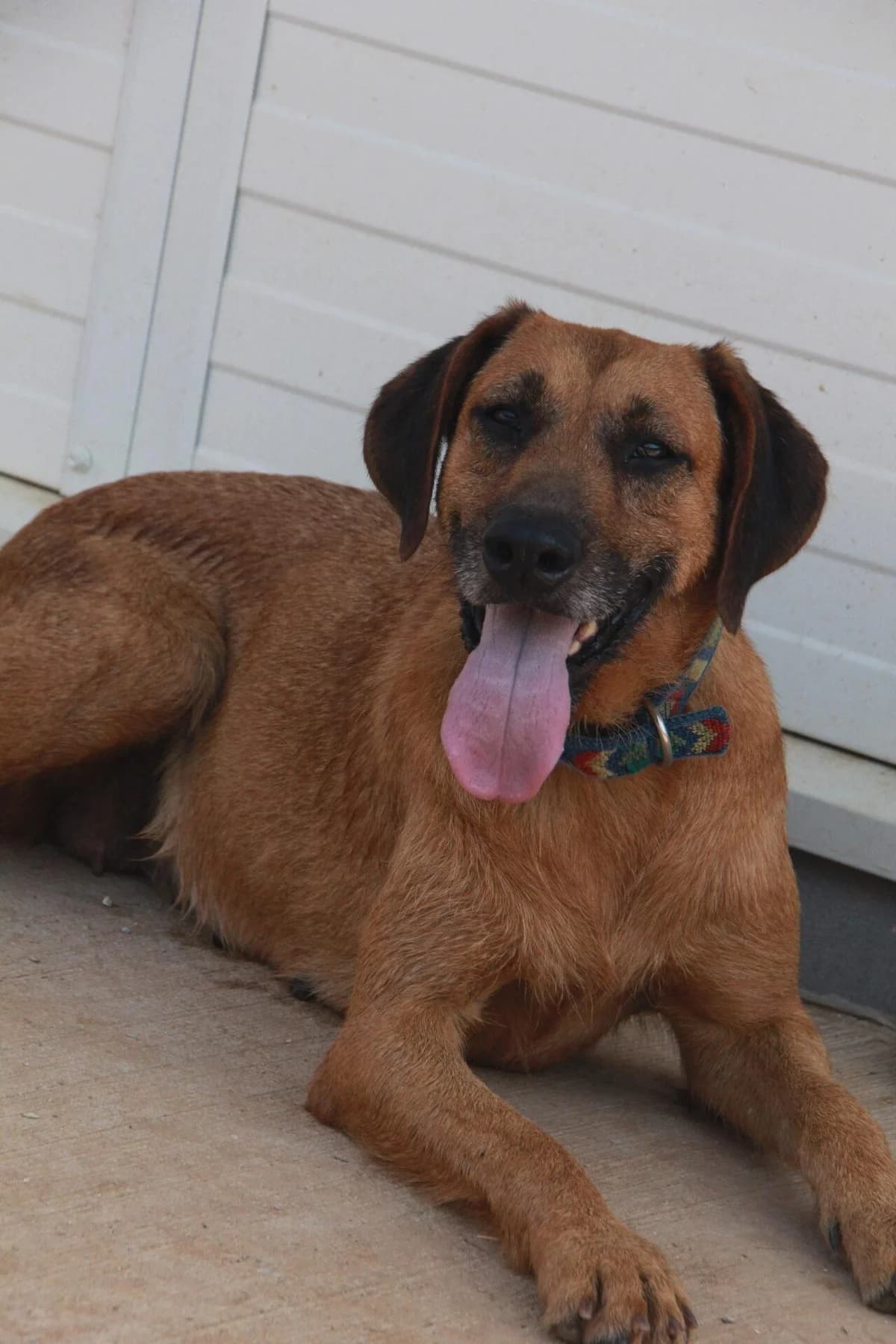 TIMIDE, female young mixed breed for adoption at Refuge Saint Roch (Valence), Valence