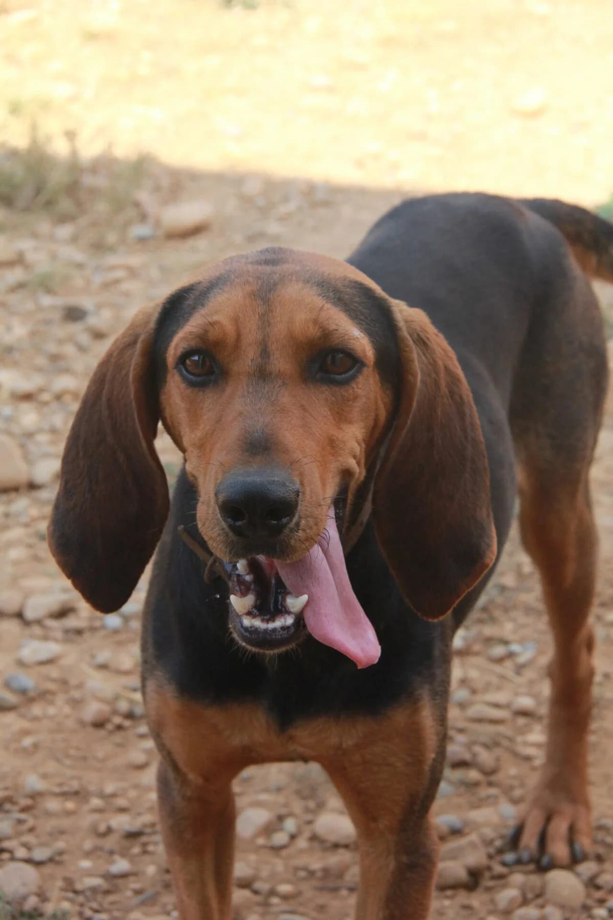 HOMARD, male mixed breed for adoption at Refuge Saint Roch (Valence), Valence