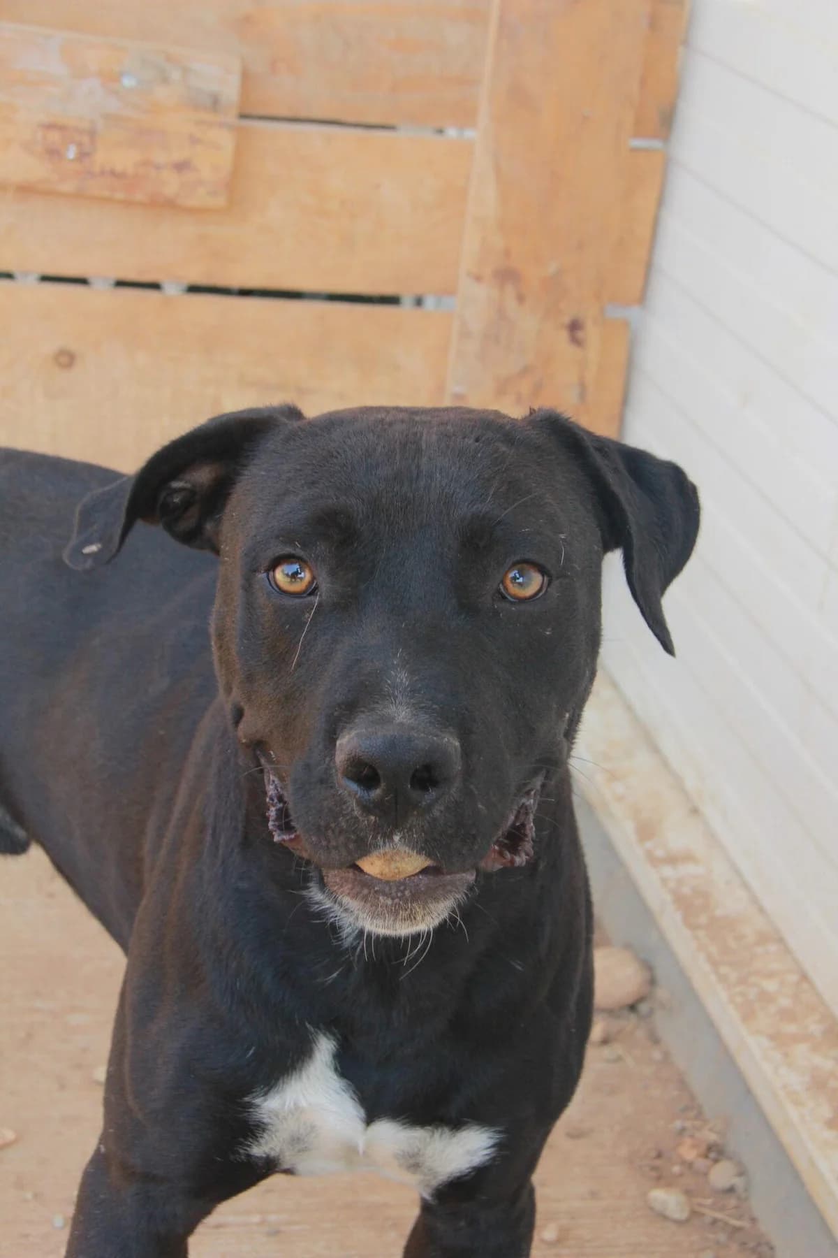 ROLLO, male Cane Corso for adoption at Refuge Saint Roch (Valence), Valence