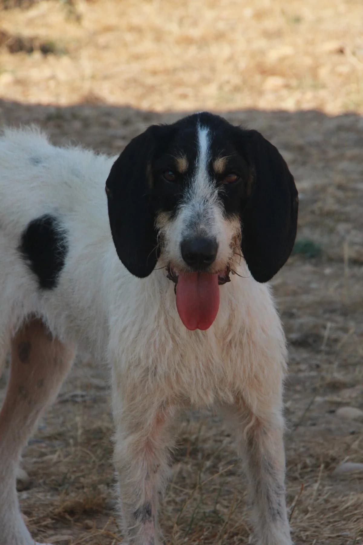STAR, female mixed breed for adoption at Refuge Saint Roch (Valence), Valence