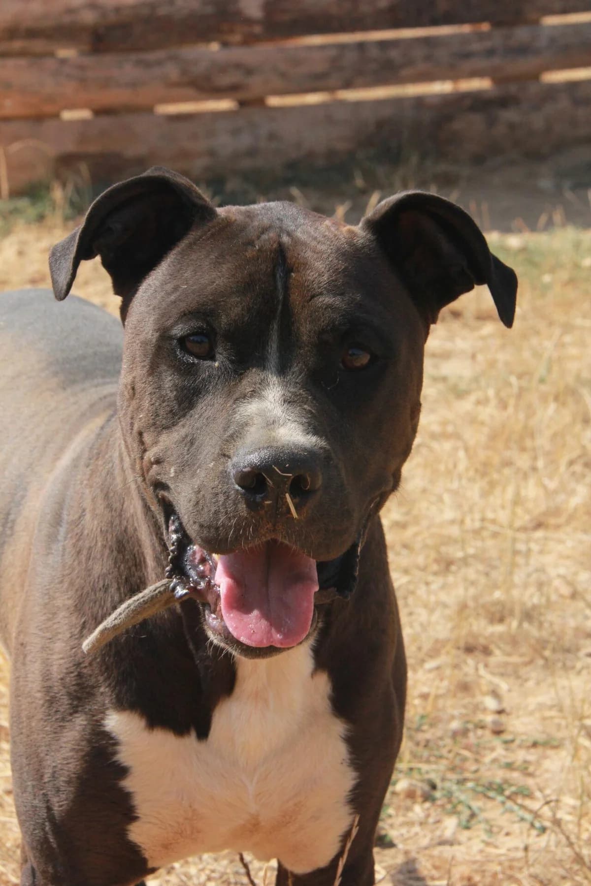 BOB,  (Refuge Saint Roch (Valence))