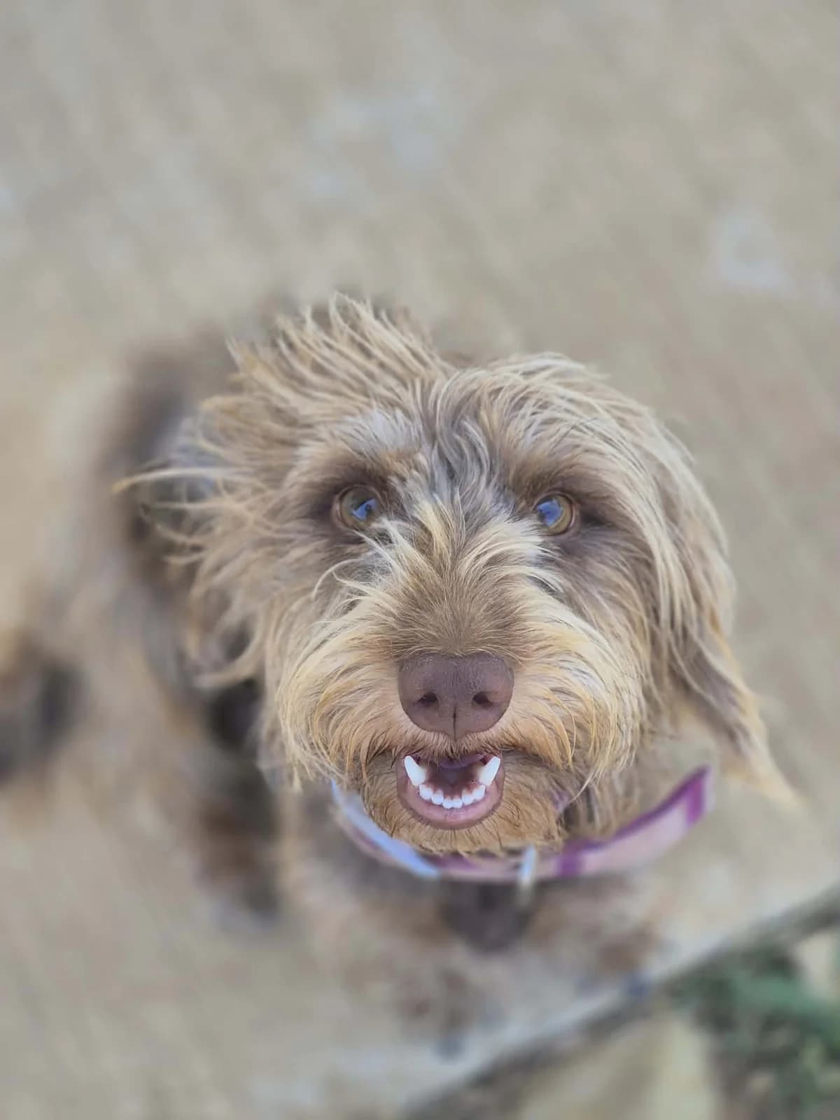 SERENA, female Dachshund for adoption at Refuge Saint Roch (Valence), Valence