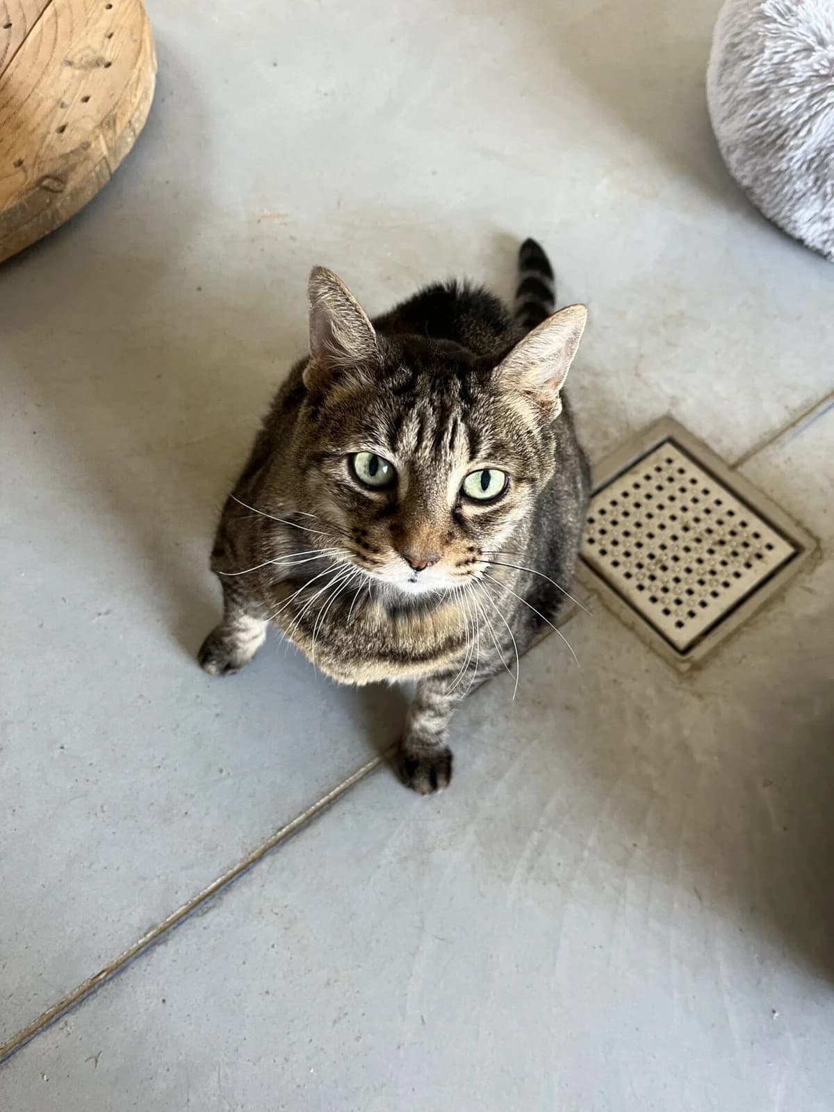 CHARLIE, female Mixed Breed for adoption at Refuge Saint Roch (Valence), Valence