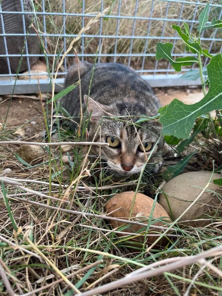MOUMOUNE, female Mixed Breed for adoption at Refuge Saint Roch (Valence), Valence