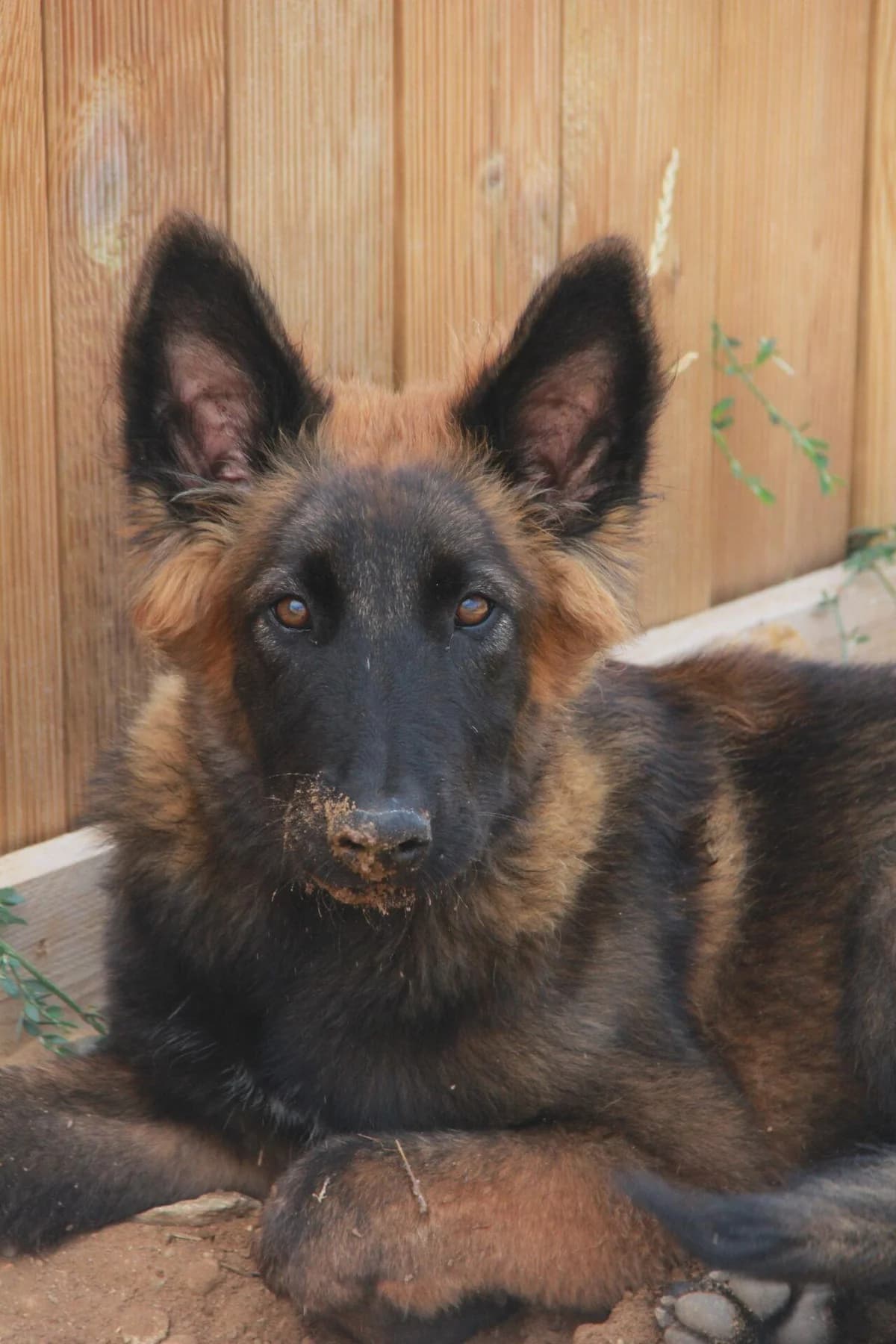 OSLO, male puppy Belgian Tervuren for adoption at Refuge Saint Roch (Valence), Valence