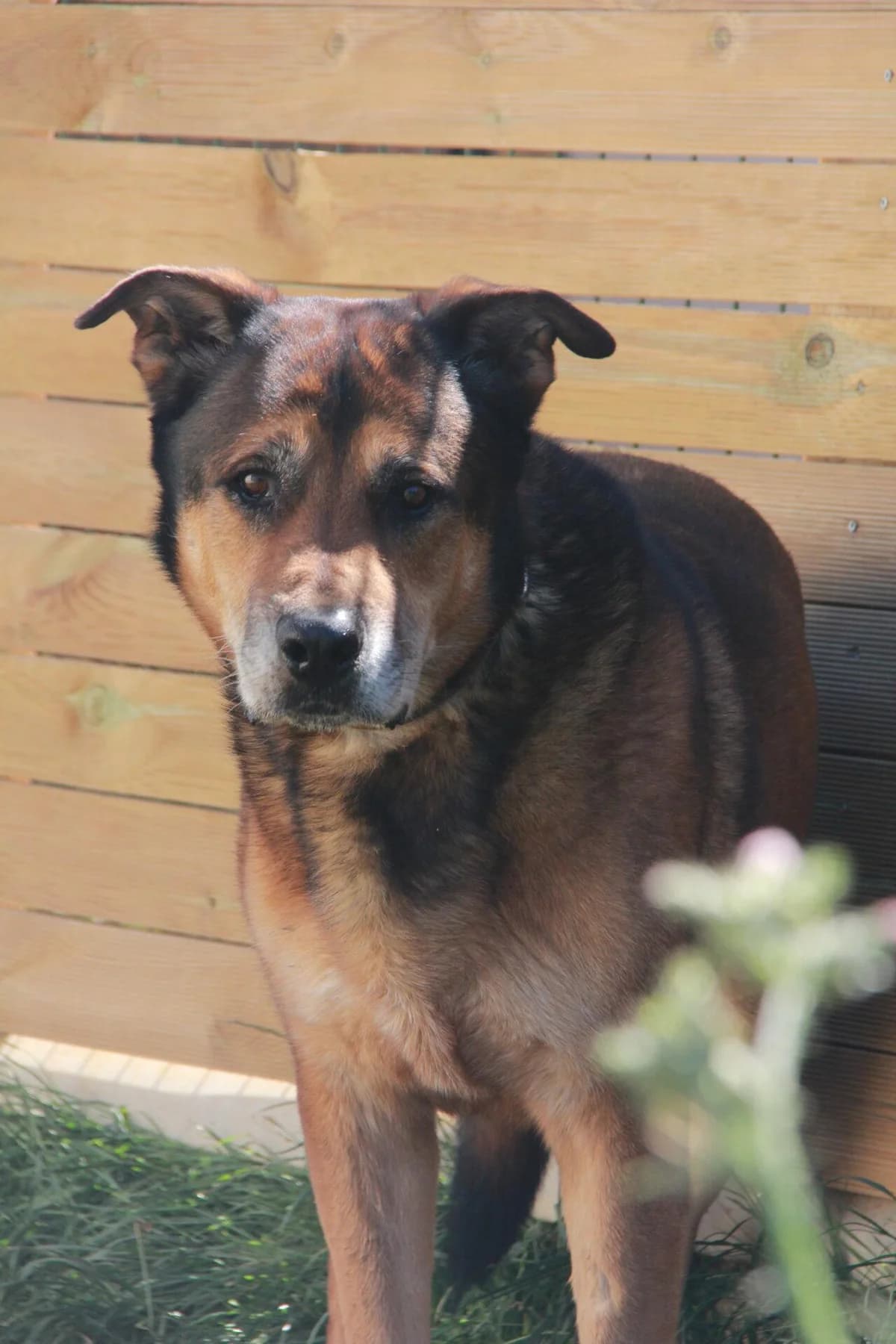 FALCO, male mixed breed for adoption at Refuge Saint Roch (Valence), Valence