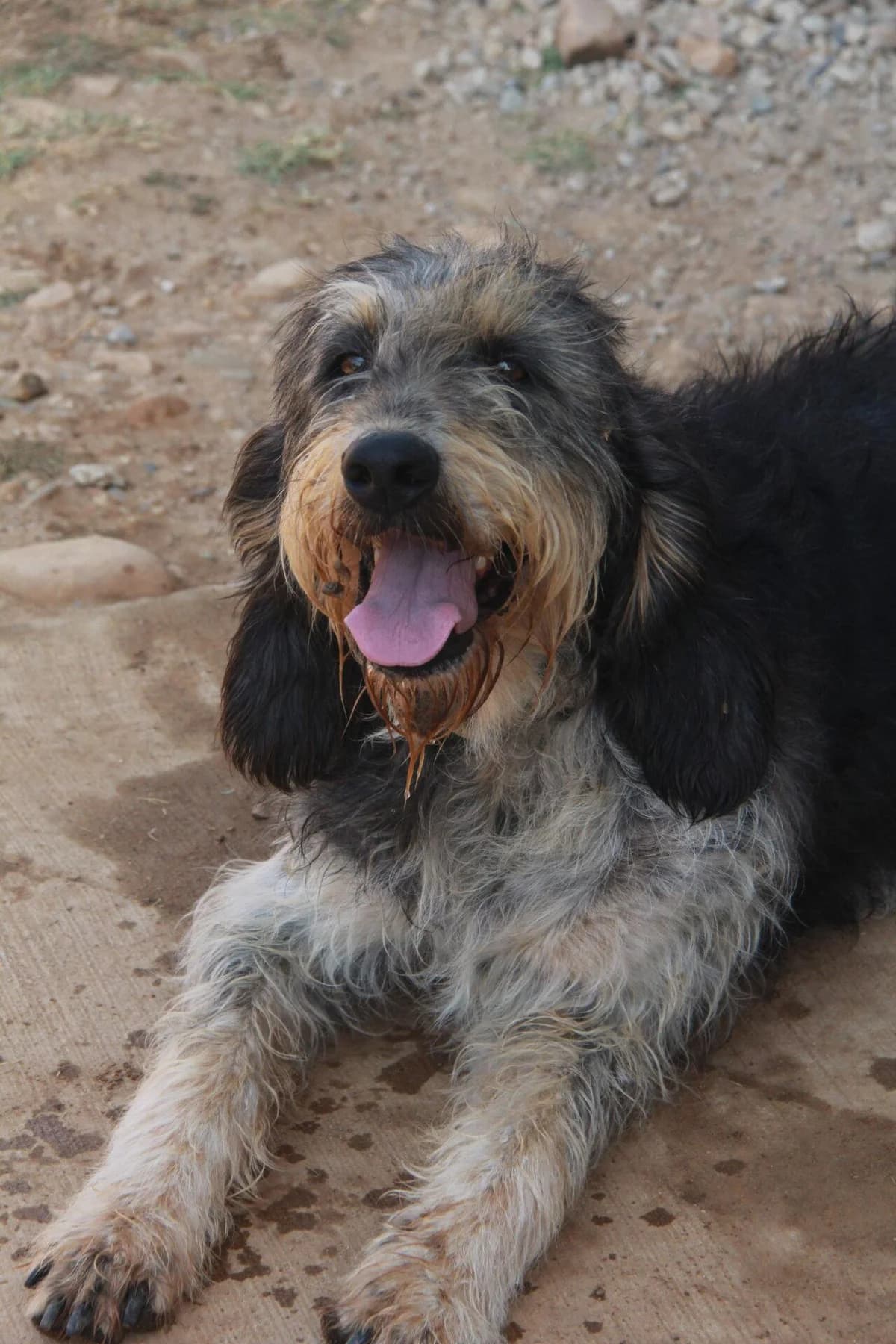 TOULOUSE, female mixed breed for adoption at Refuge Saint Roch (Valence), Valence