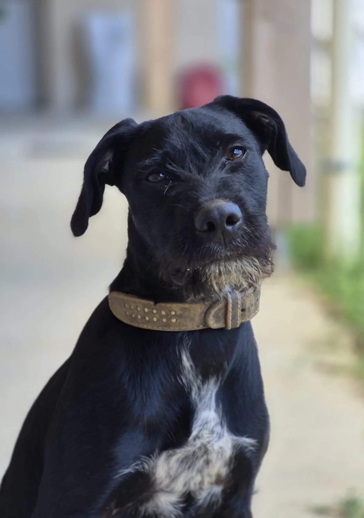 BAZAR, male mixed breed for adoption at Refuge Saint Roch (Valence), Valence