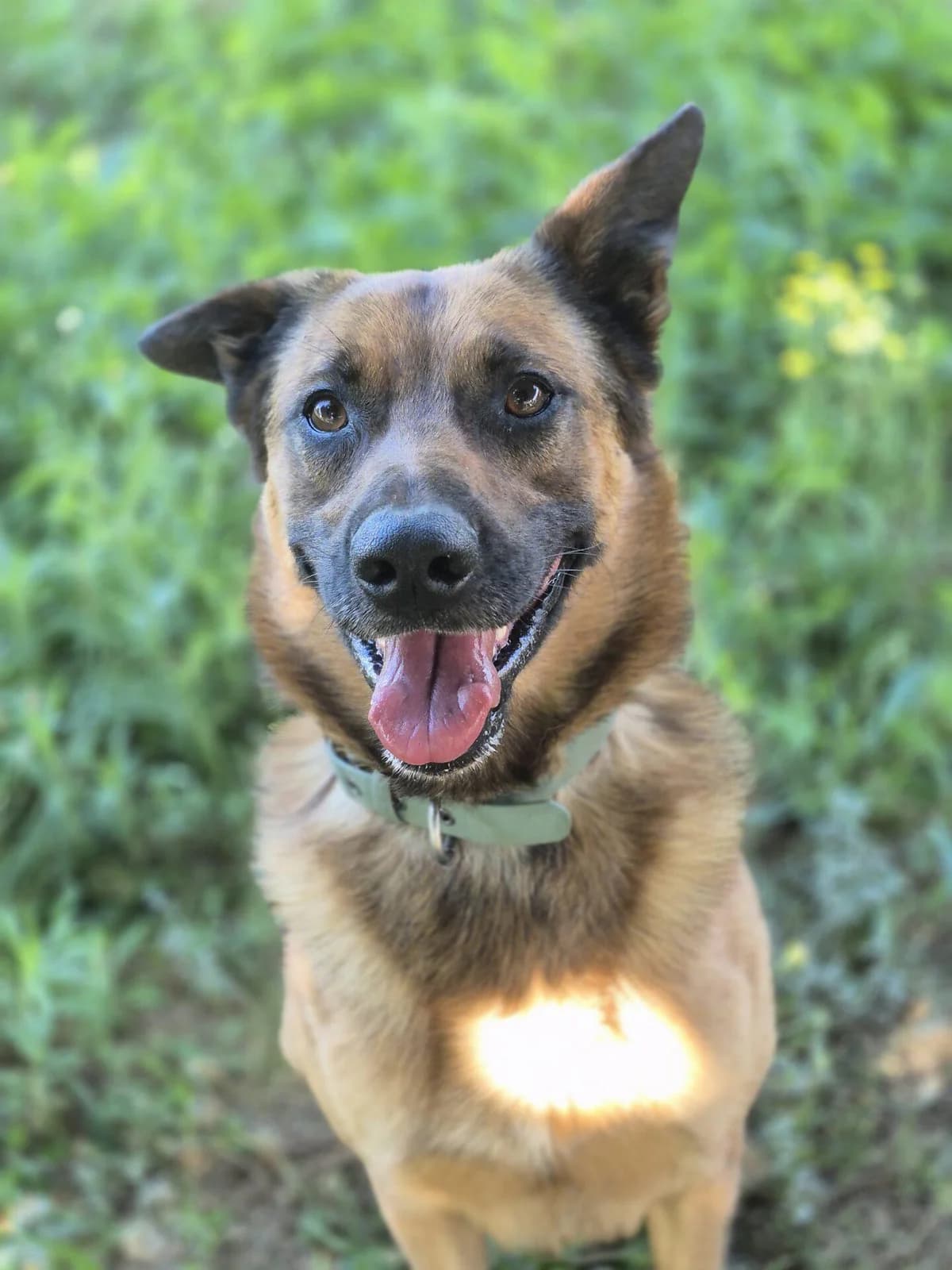 CHASE, male Belgian Malinois for adoption at Refuge Saint Roch (Valence), Valence