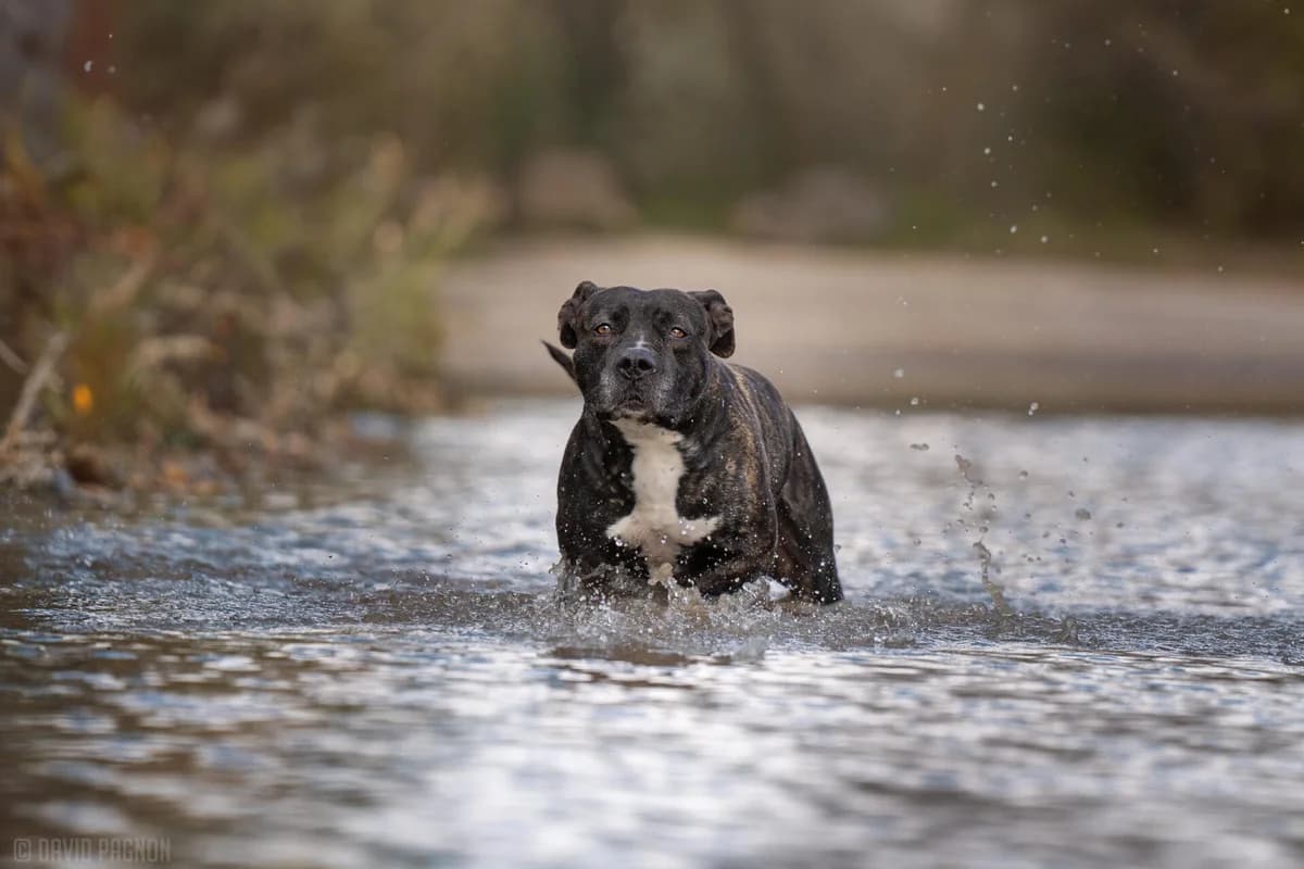 RYNKA, female mixed breed for adoption at Refuge Saint Roch (Valence), Valence