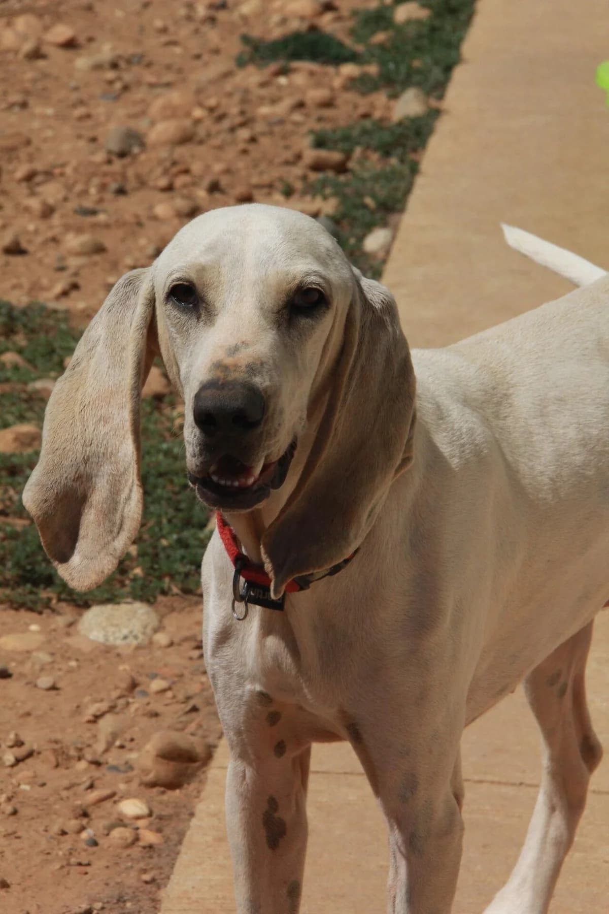 MICHEL, male mixed breed for adoption at Refuge Saint Roch (Valence), Valence
