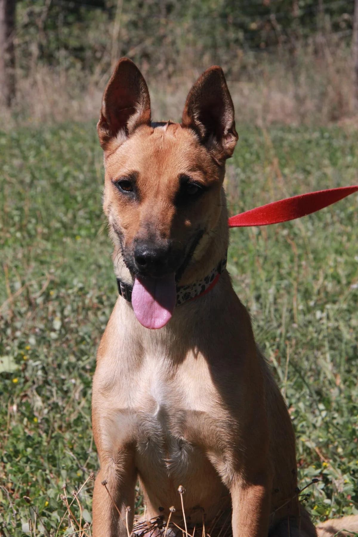 MYRTILLE, female Belgian Malinois for adoption at Refuge Saint Roch (Valence), Valence