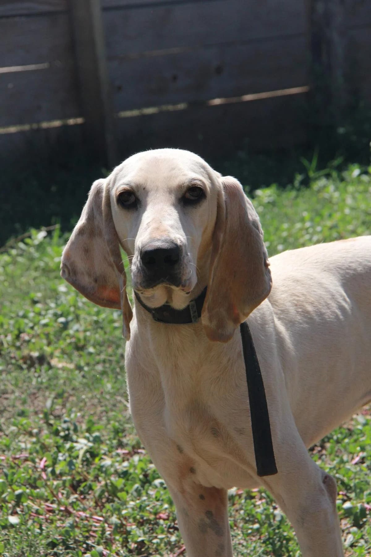 HENRY, male mixed breed for adoption at Refuge Saint Roch (Valence), Valence