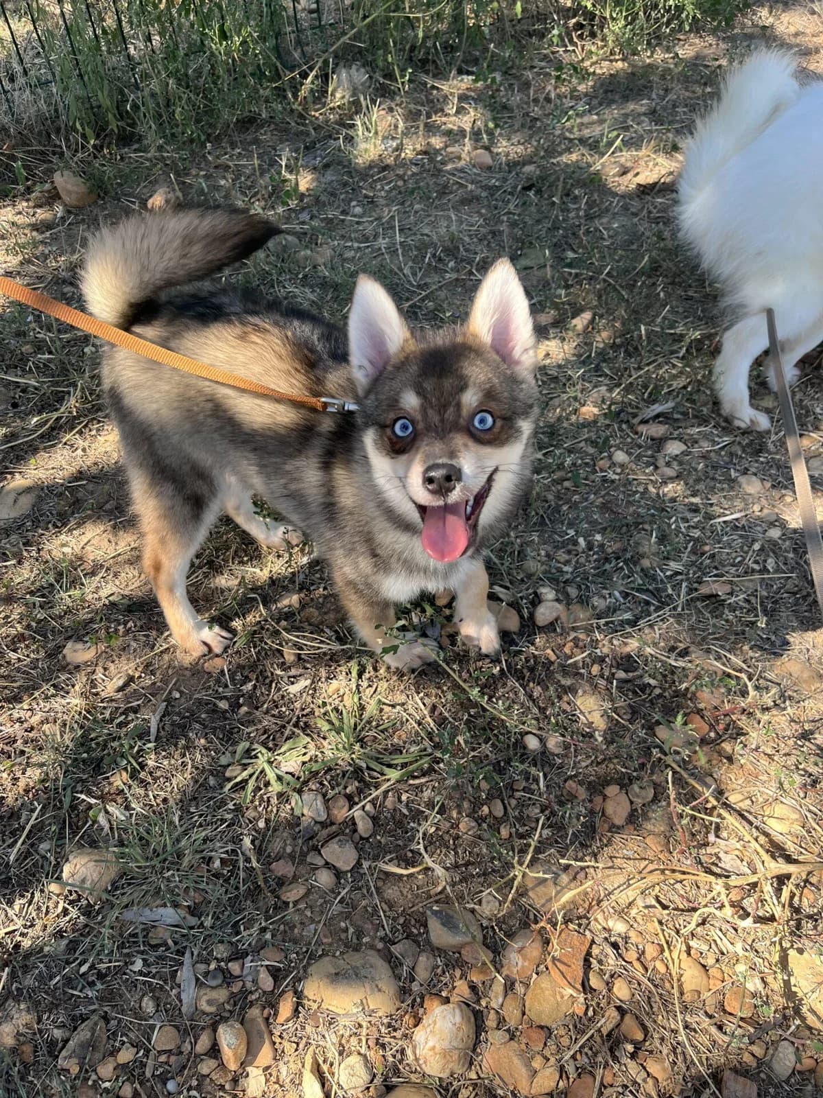 BENJI, male puppy Pomsky for adoption at Refuge Saint Roch (Valence), Valence