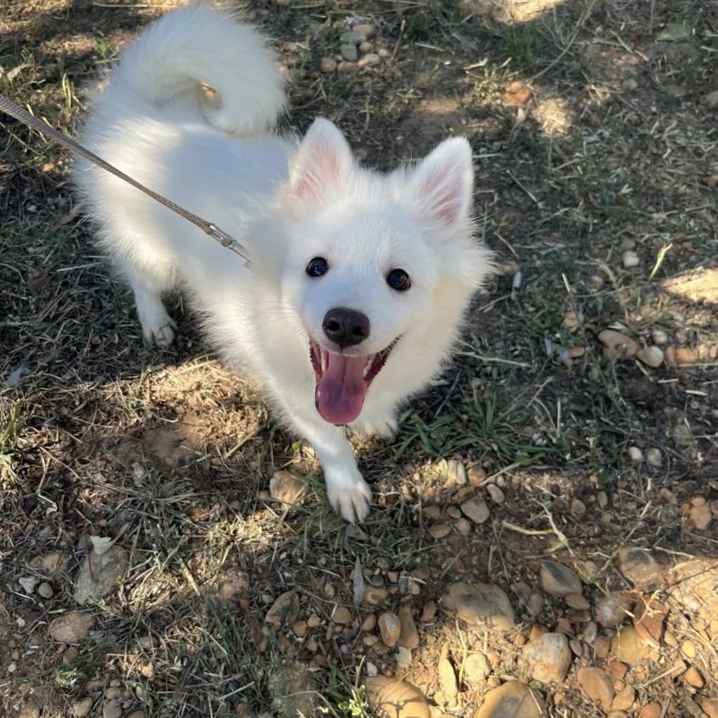 BOUNTY, male puppy Pomsky for adoption at Refuge Saint Roch (Valence), Valence