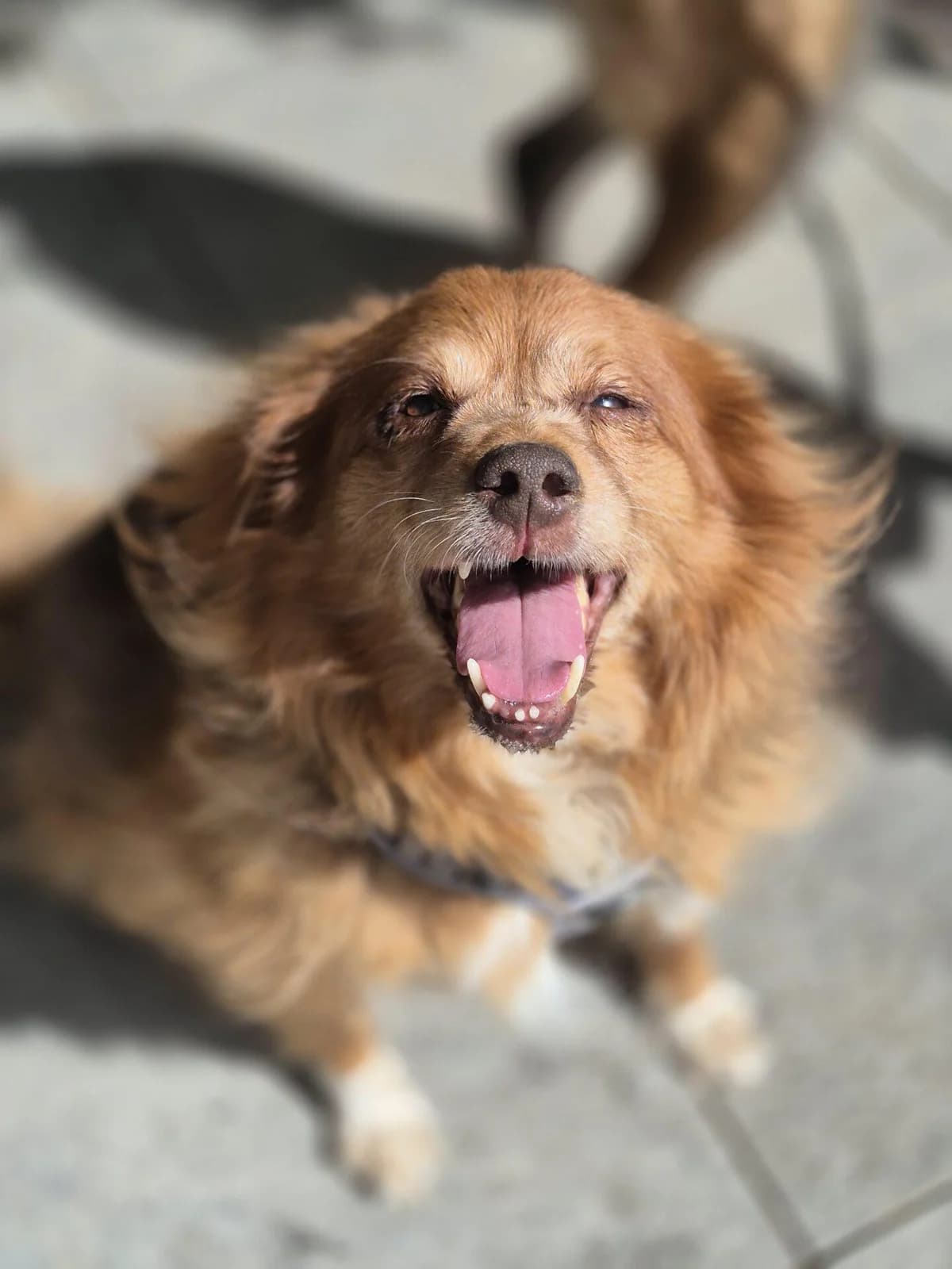 JERRY, male Australian Shepherd for adoption at Refuge Saint Roch (Valence), Valence