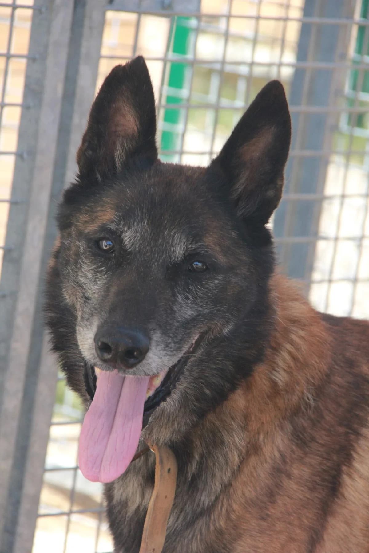 POKER, male senior Belgian Malinois for adoption at Refuge Saint Roch (Valence), Valence