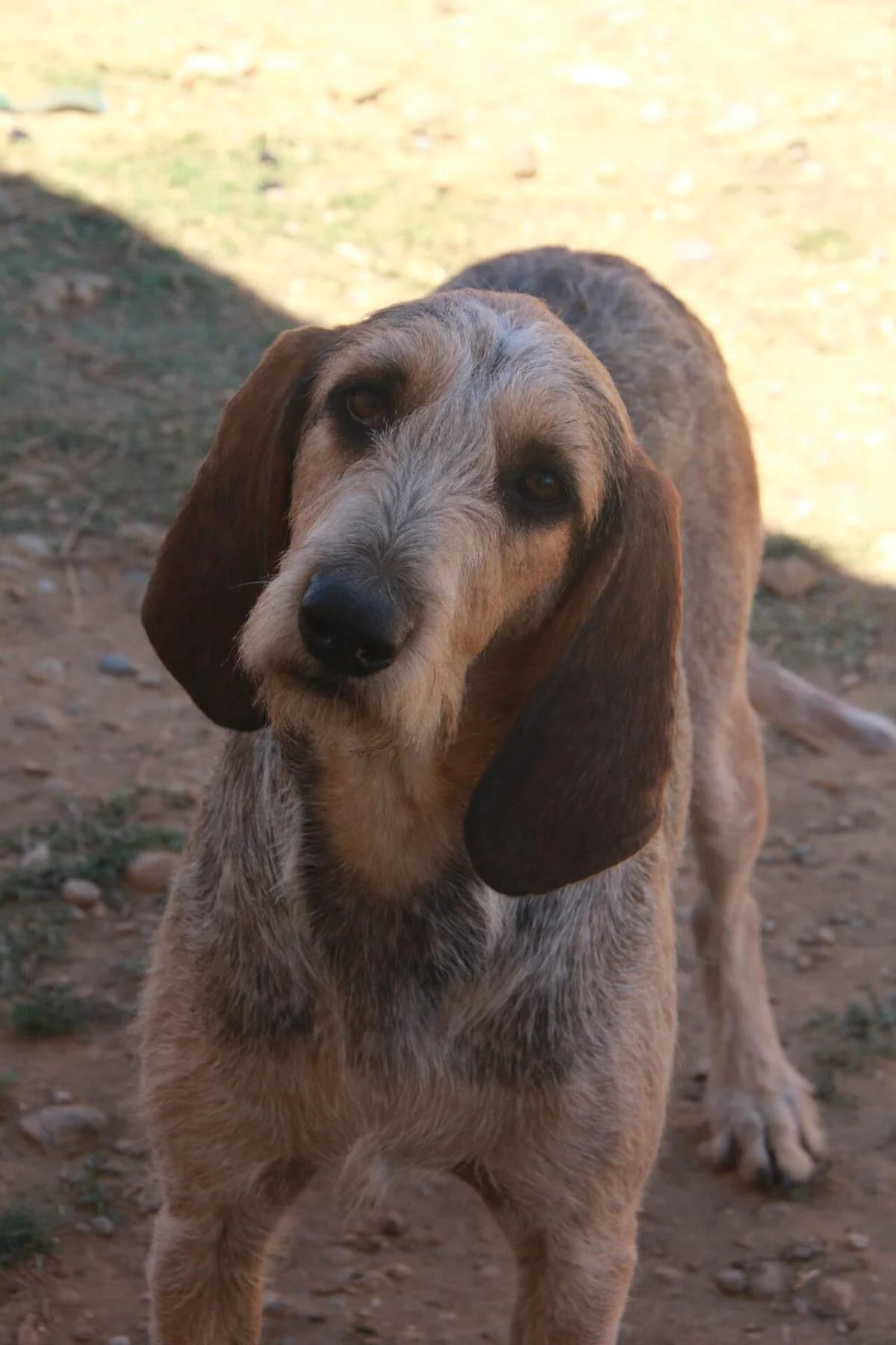 URIANE, female mixed breed for adoption at Refuge Saint Roch (Valence), Valence