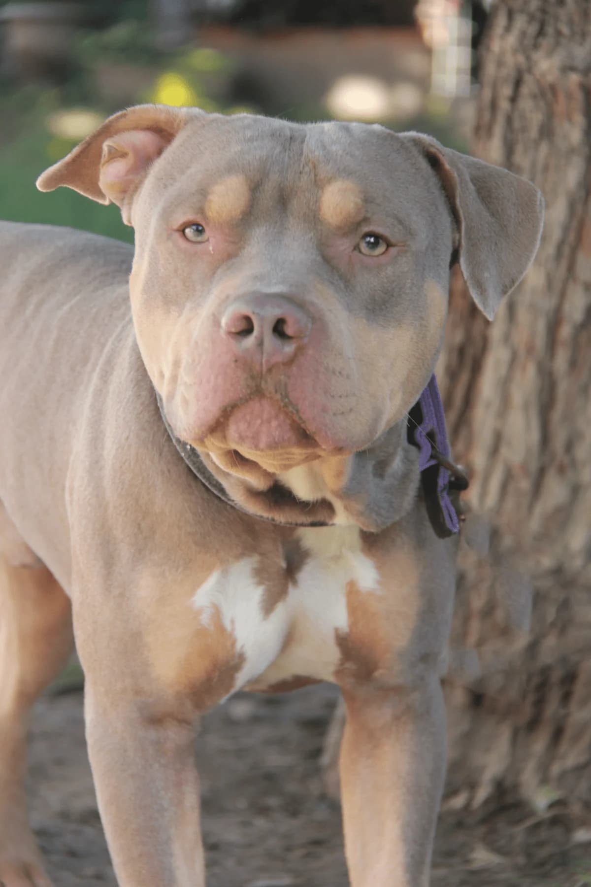 KINDER, male mixed breed for adoption at Refuge Saint Roch (Valence), Valence