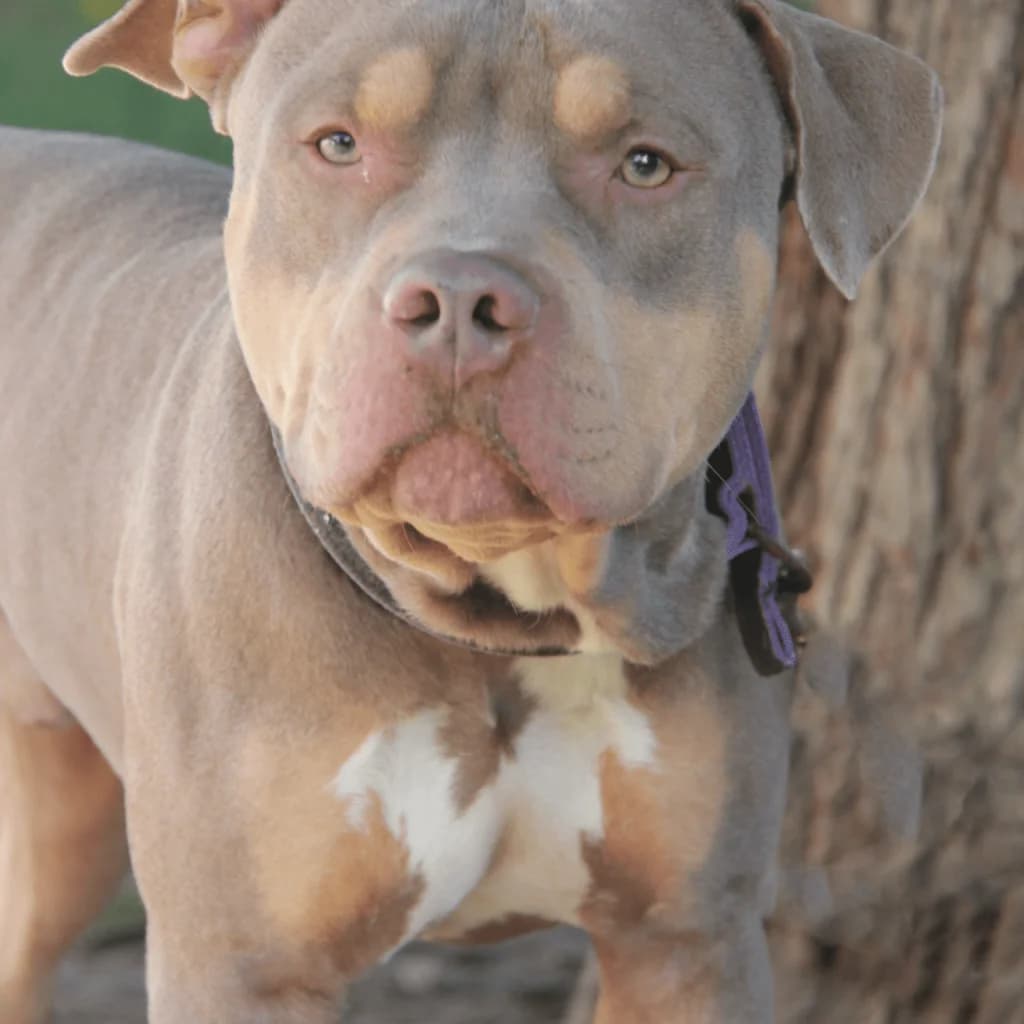 KINDER, male mixed breed for adoption at Refuge Saint Roch (Valence), Valence — photo 2 of 13