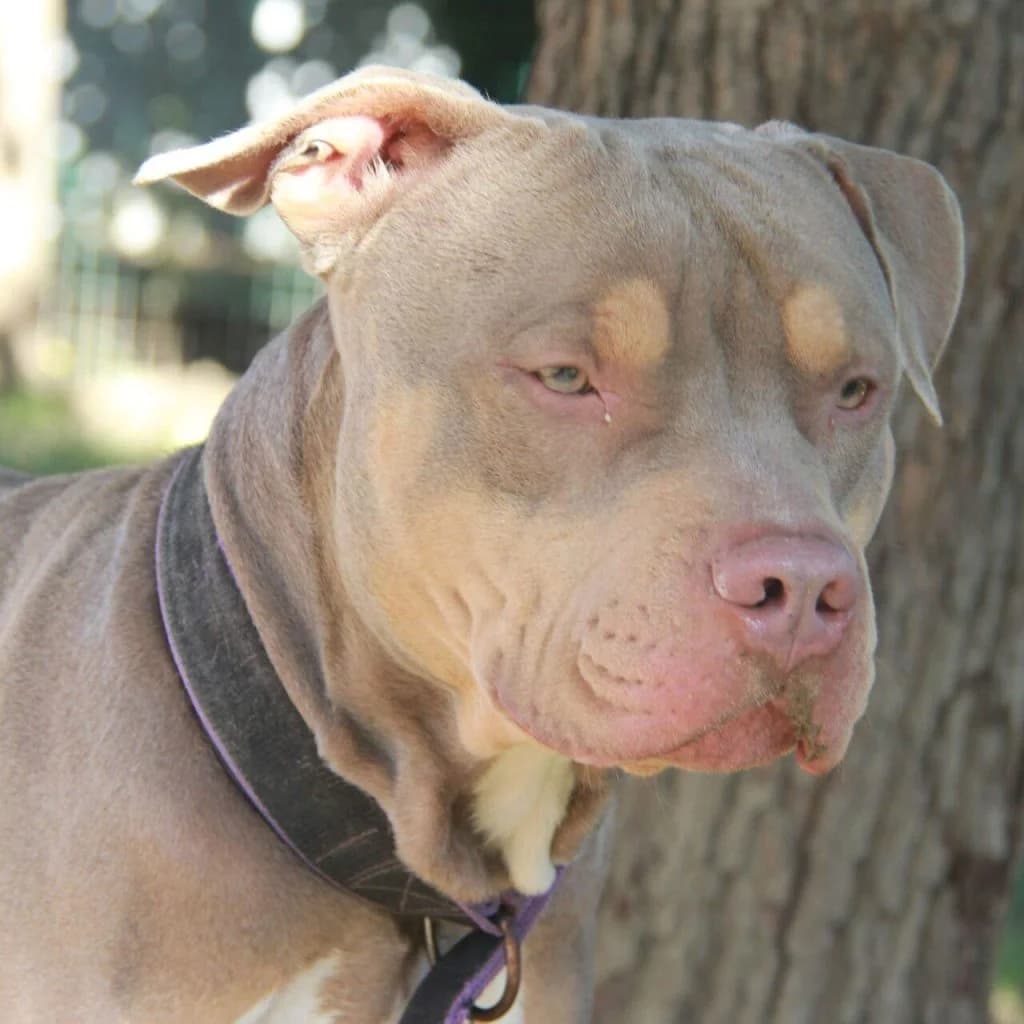 KINDER, male mixed breed for adoption at Refuge Saint Roch (Valence), Valence — photo 3 of 13