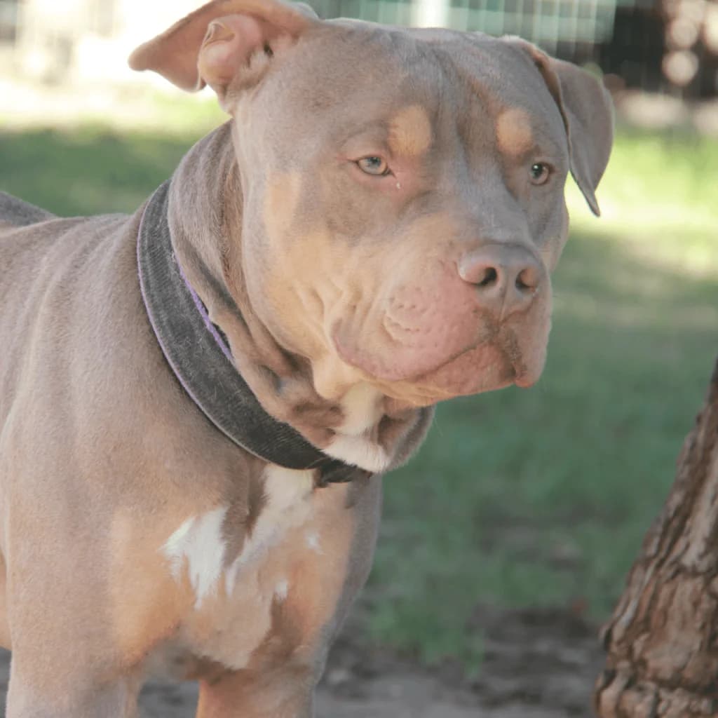 KINDER, male mixed breed for adoption at Refuge Saint Roch (Valence), Valence — photo 4 of 13