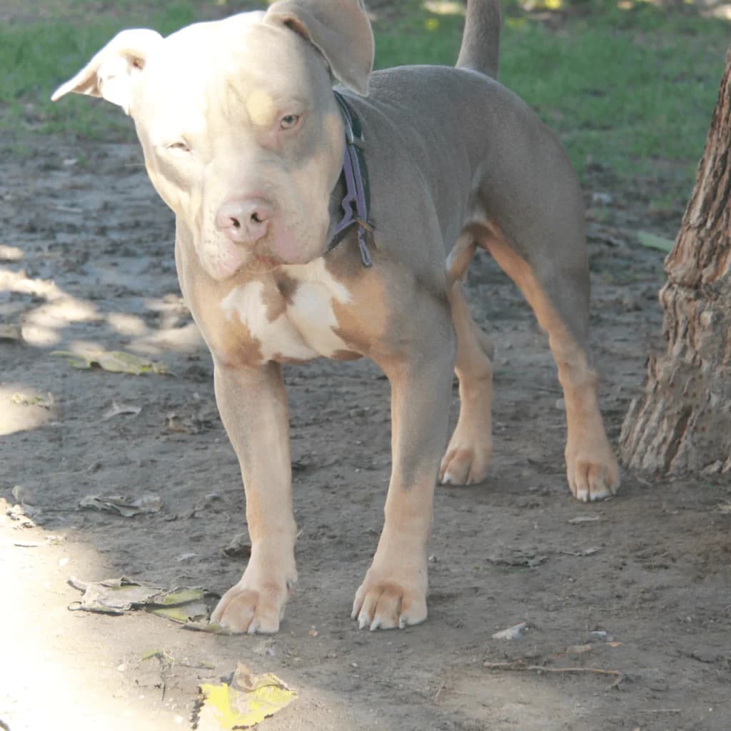 KINDER, male mixed breed for adoption at Refuge Saint Roch (Valence), Valence — photo 5 of 13
