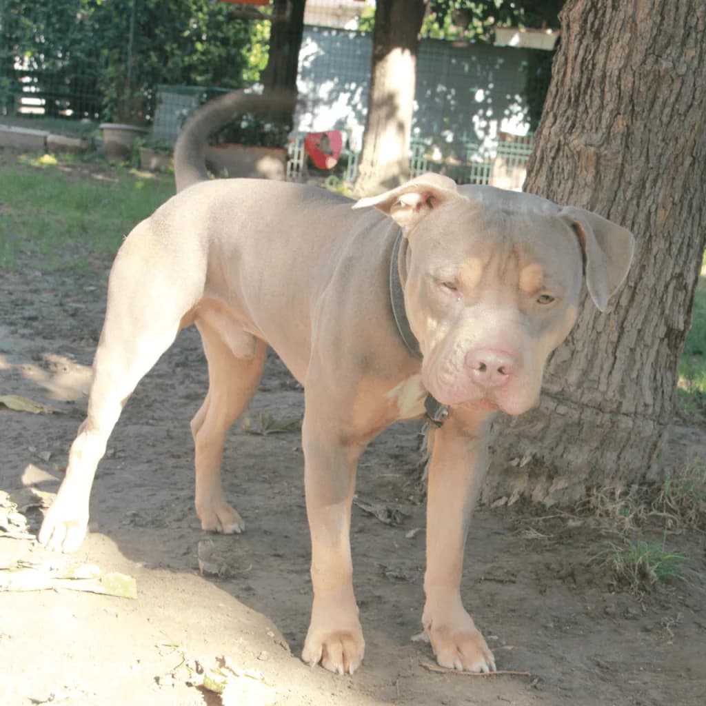 KINDER, male mixed breed for adoption at Refuge Saint Roch (Valence), Valence — photo 6 of 13