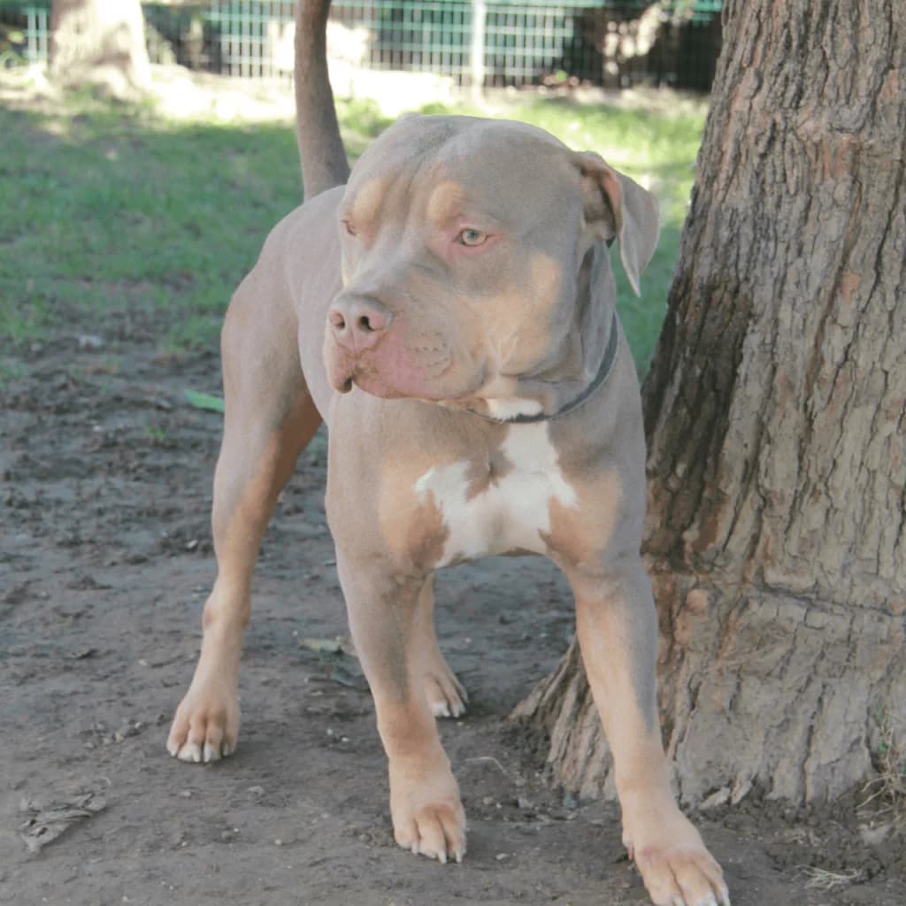 KINDER, male mixed breed for adoption at Refuge Saint Roch (Valence), Valence — photo 7 of 13