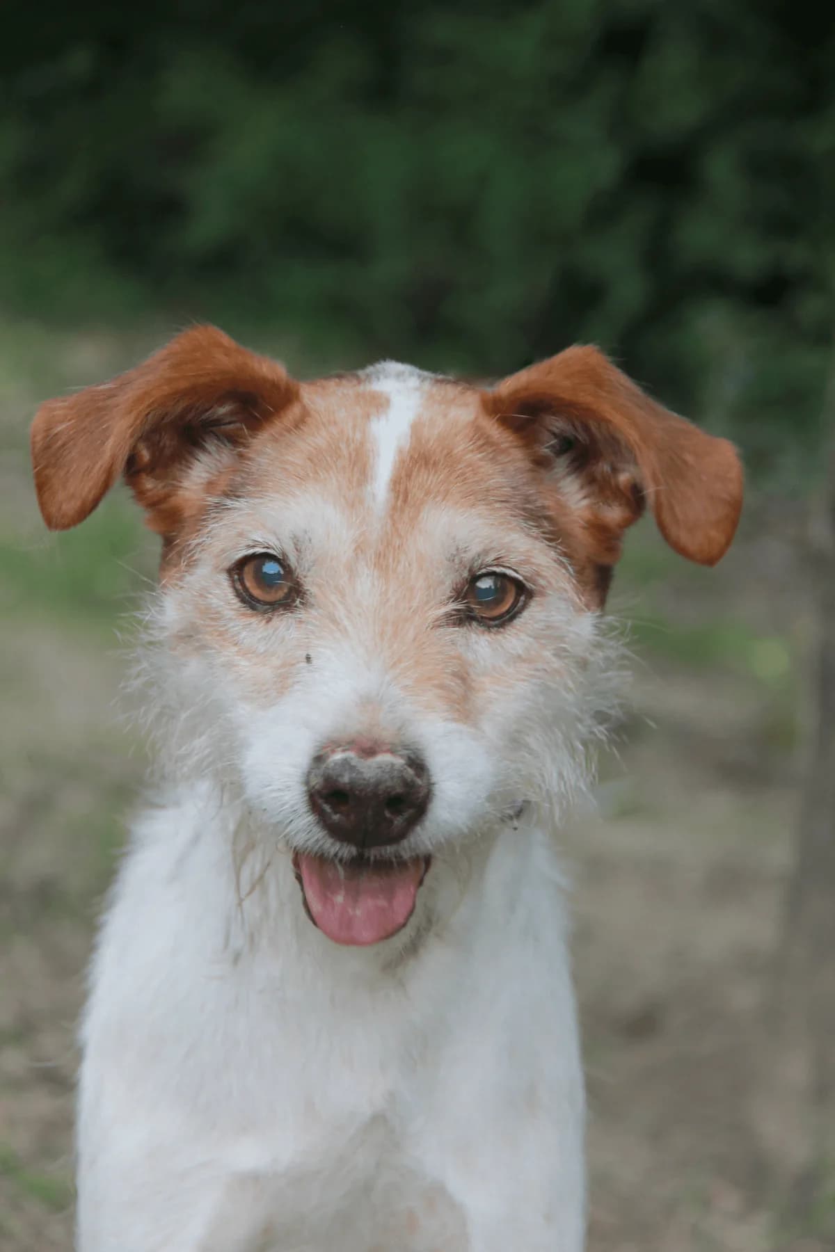 ELIOTT, male mixed breed for adoption at Refuge Saint Roch (Valence), Valence
