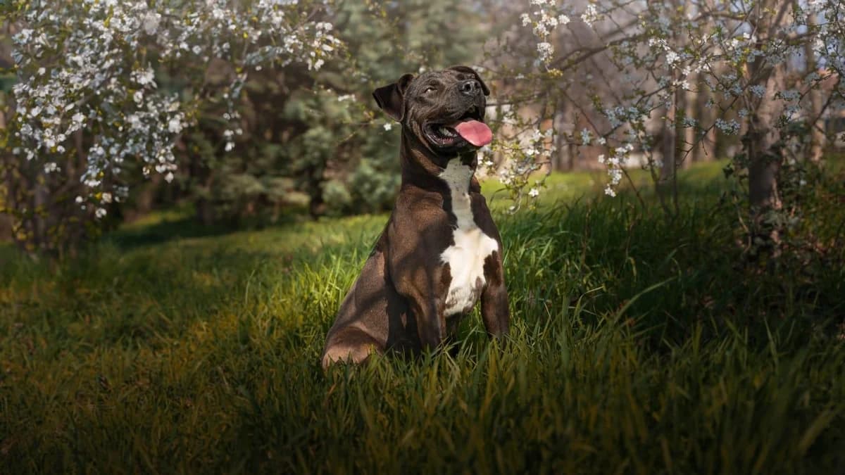 UBLO, male mixed breed for adoption at Refuge Saint Roch (Valence), Valence