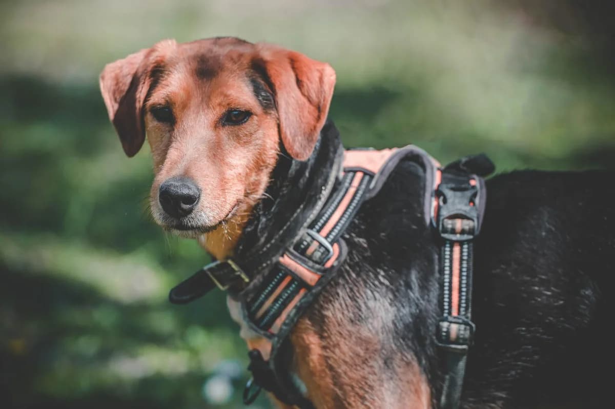 RUBY, male Jack Russell Terrier for adoption at Refuge Saint Roch (Valence), Valence